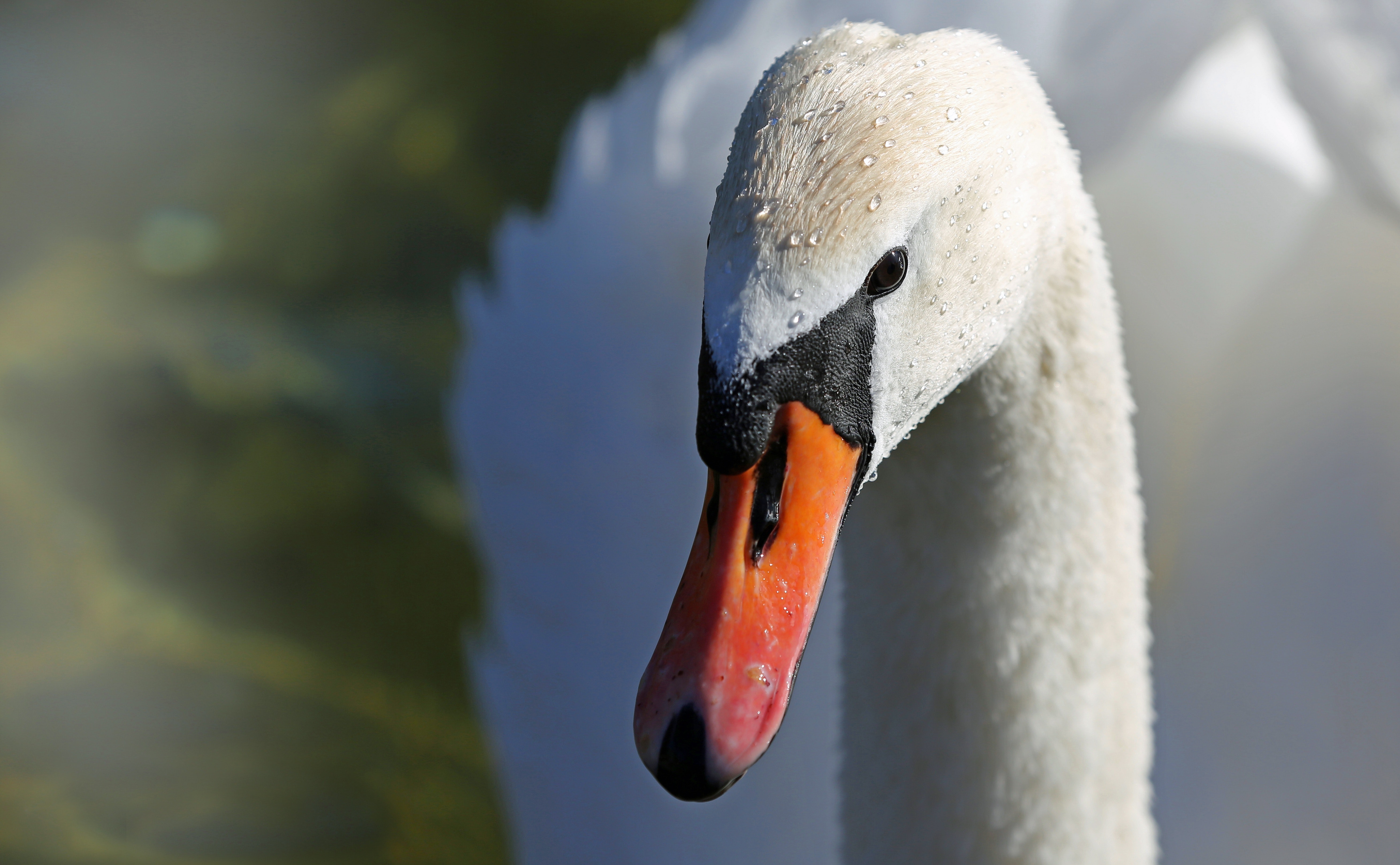 White swan photo