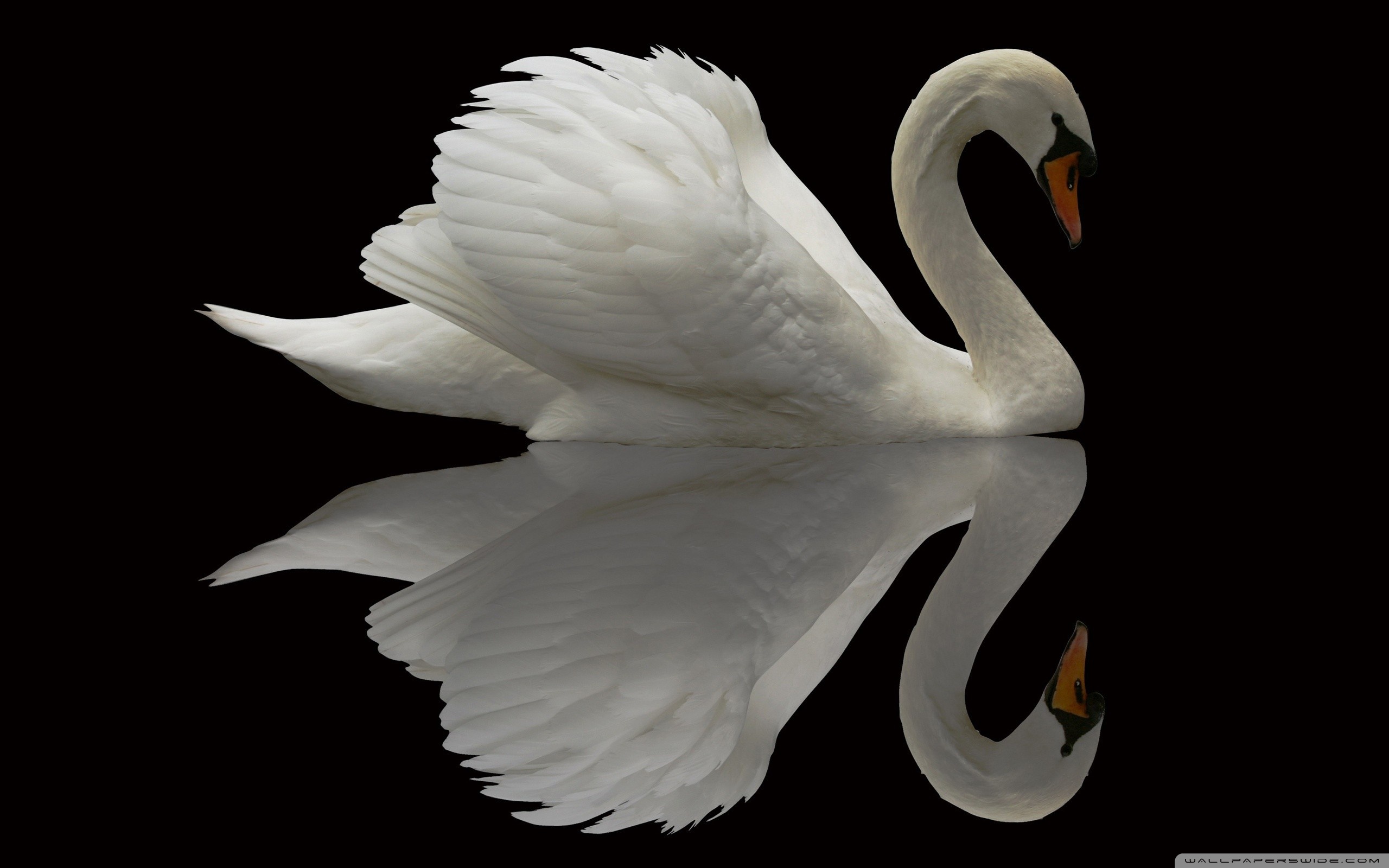 White Swan Reflection | VIP Wallpaper | HD Wallpapers for Desktop ...