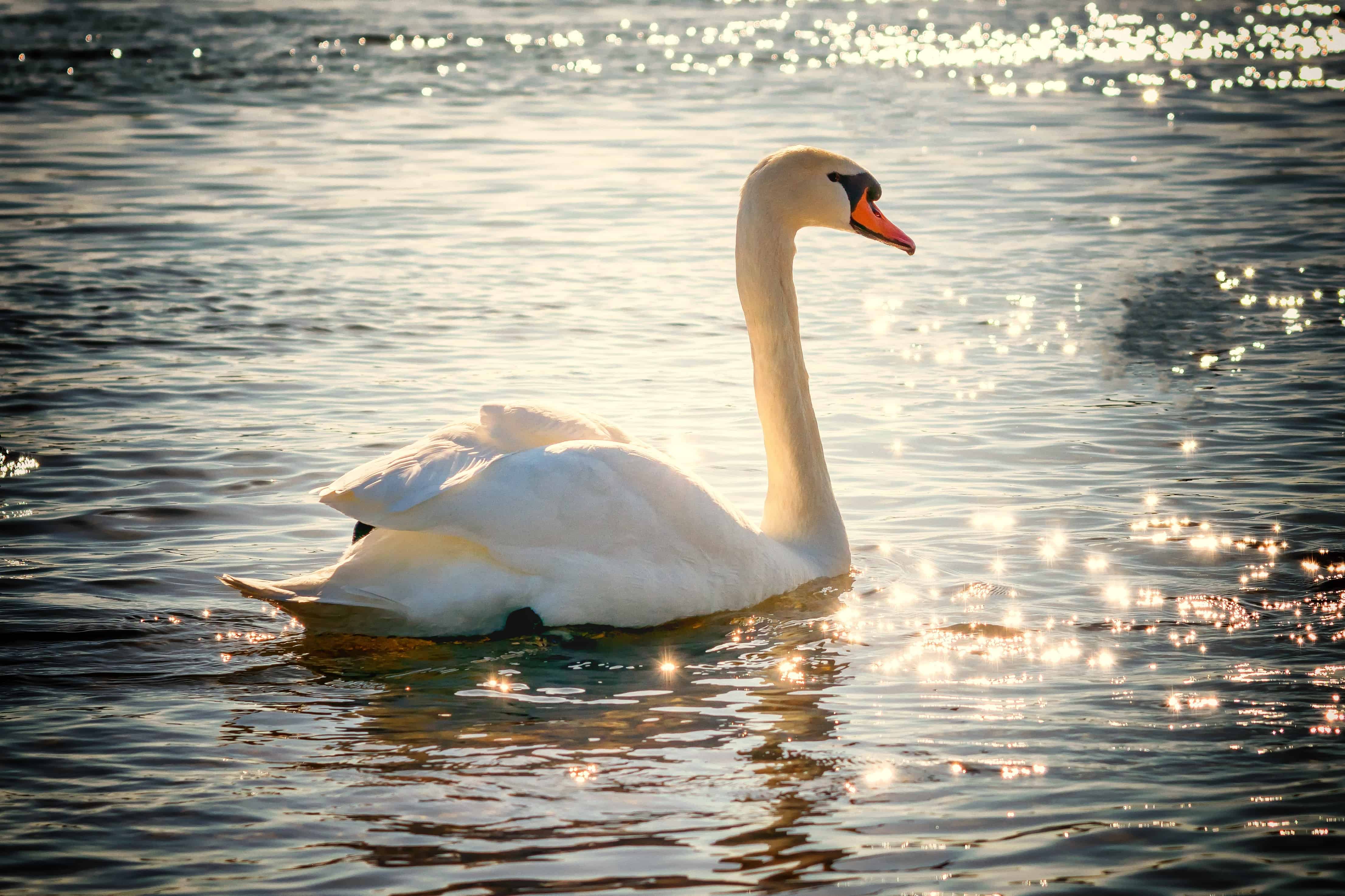 Free picture: lake, bird, white swan, water, waterfowl, sunshine ...