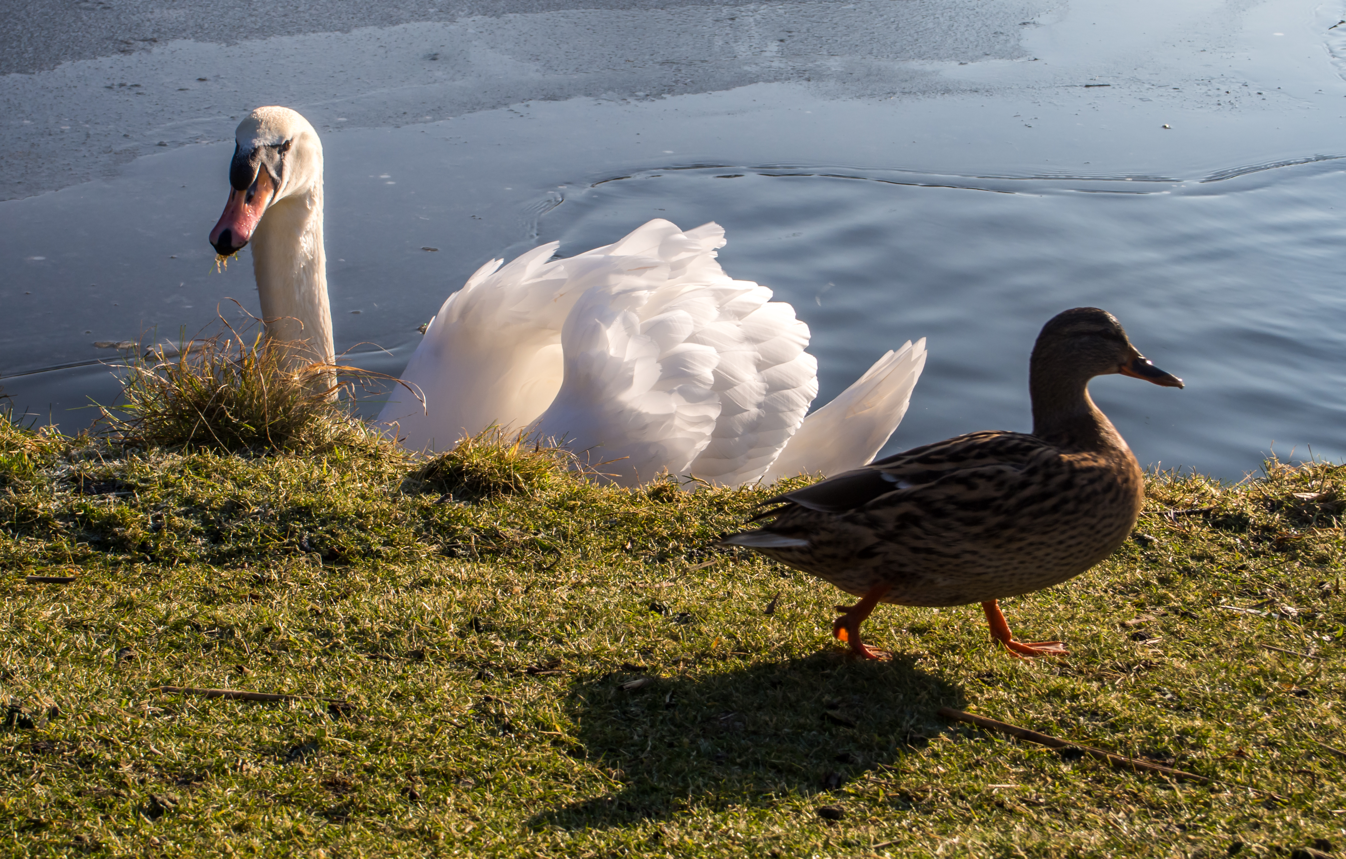 white swan and duck, Animals, Sunlight, Nature, Outdoors, HQ Photo