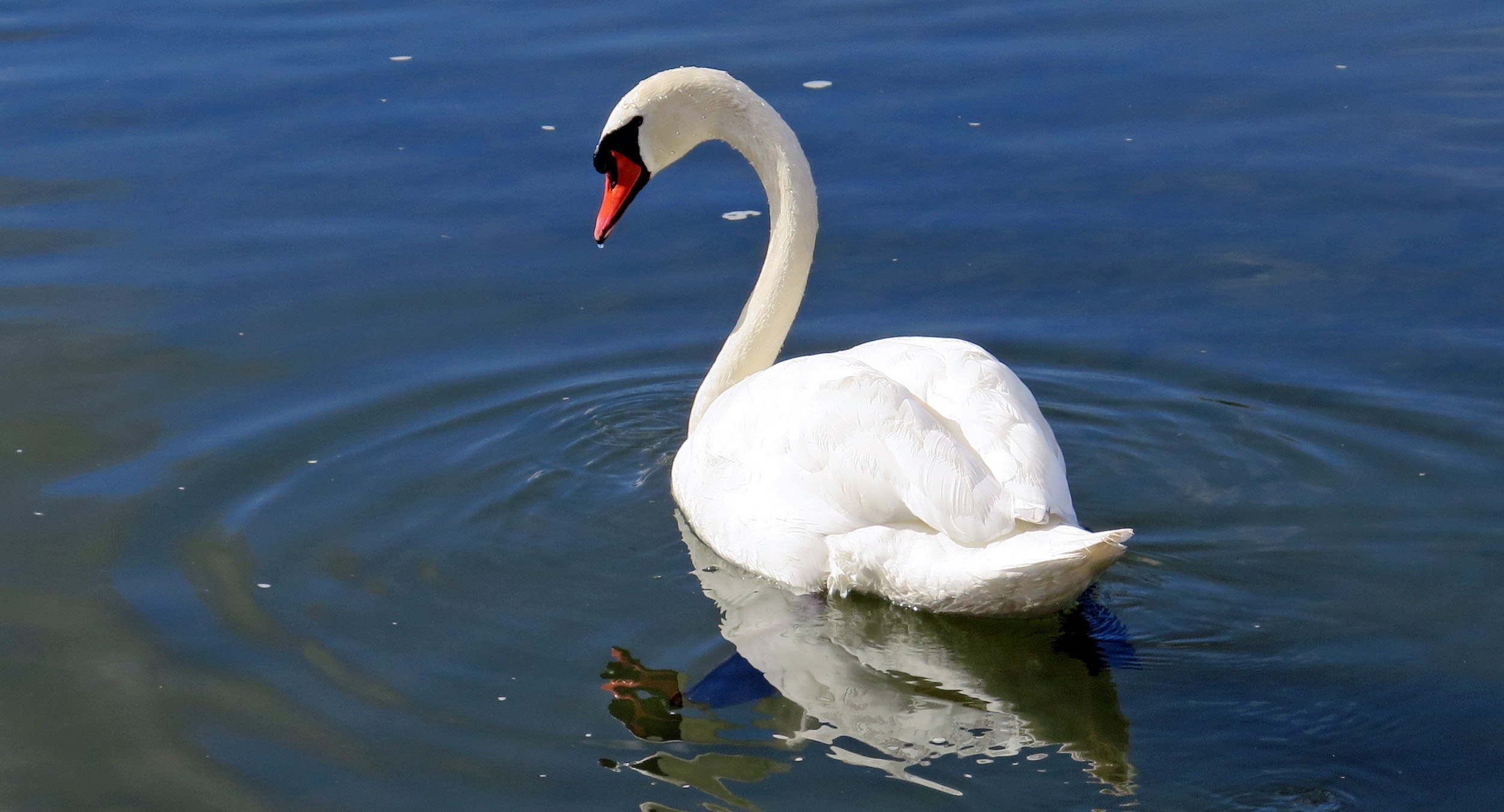 White swan in the body of water photo