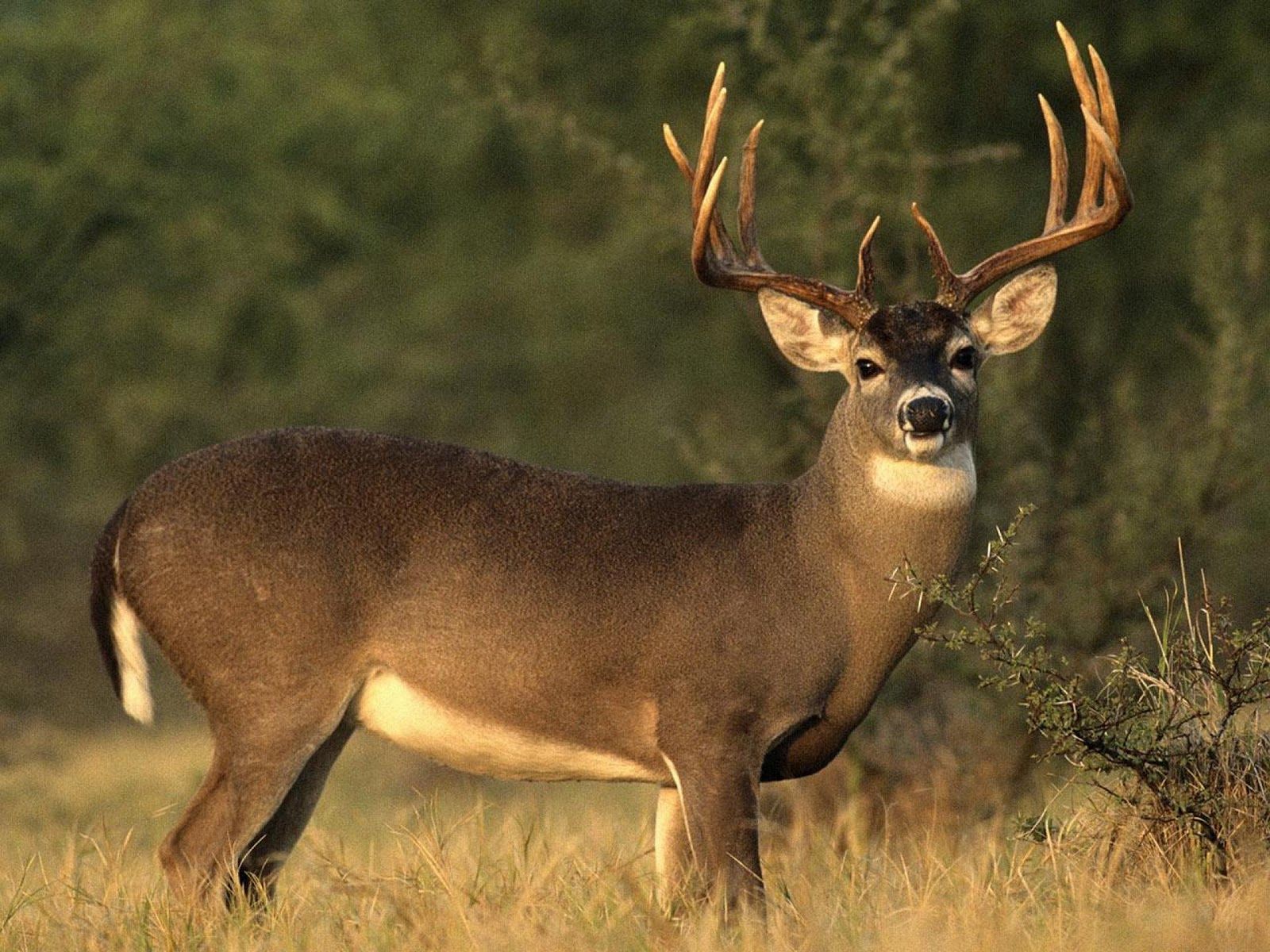 Top 65 Whitetail Deer Wallpaper - HD Animal Spot