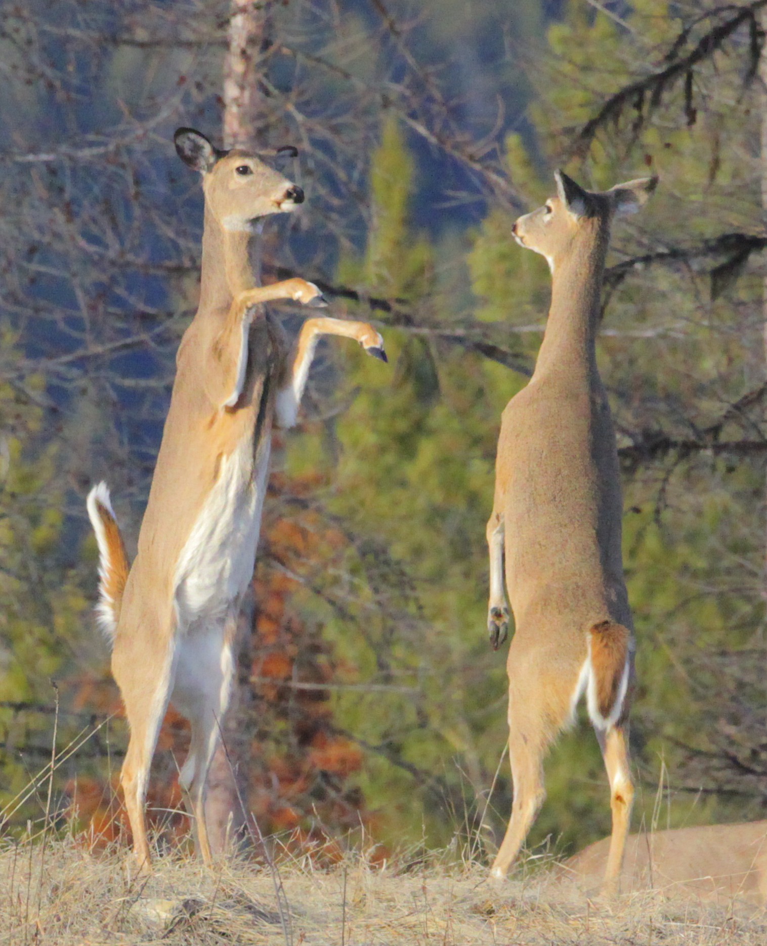 White-tailed Deer (Odocoileus virginianus) | MPG North