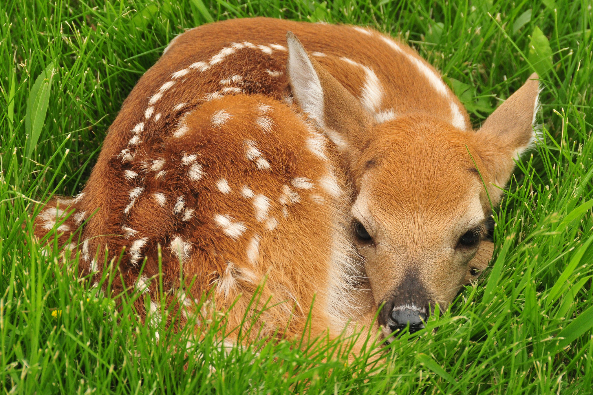 All about White-tailed Deer | Welcome Wildlife