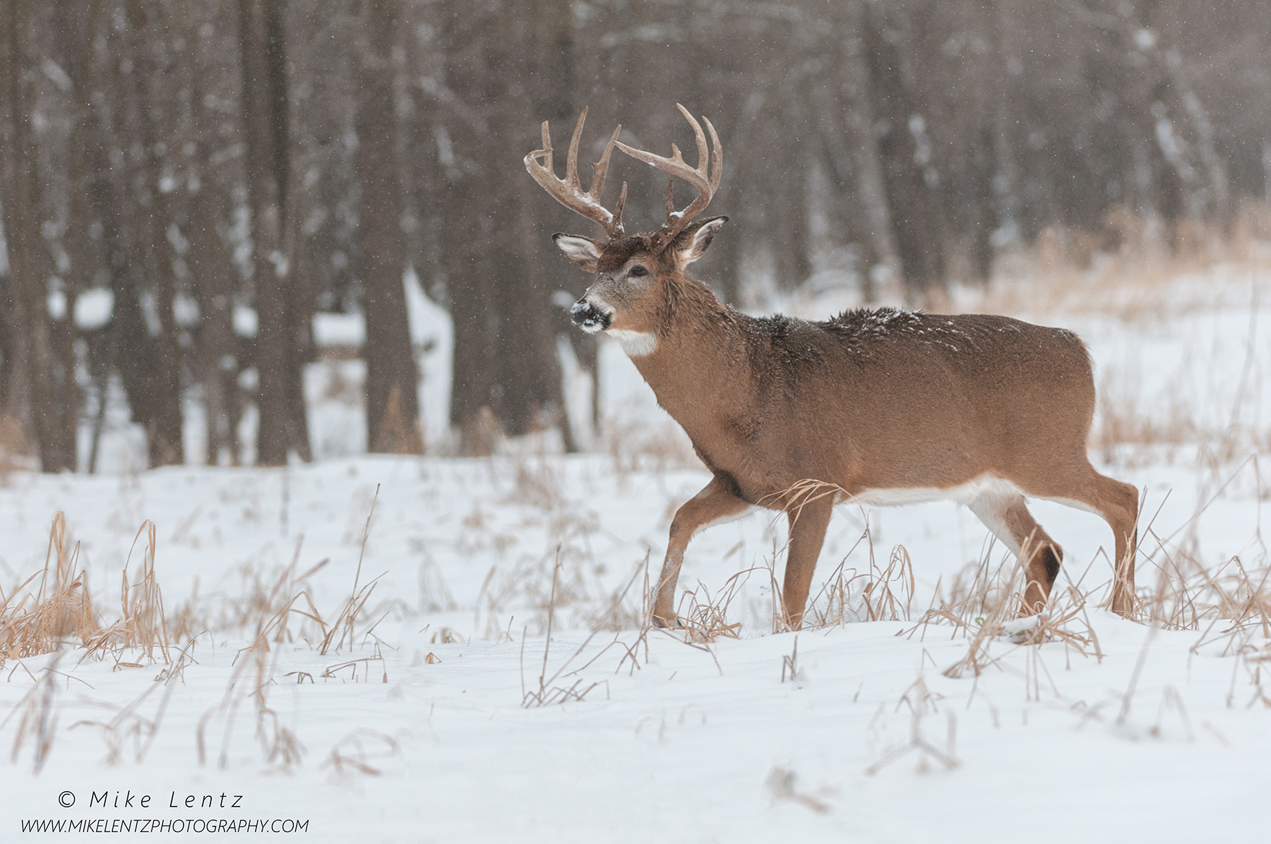 White-tailed Deer – Mike Lentz Nature Photography