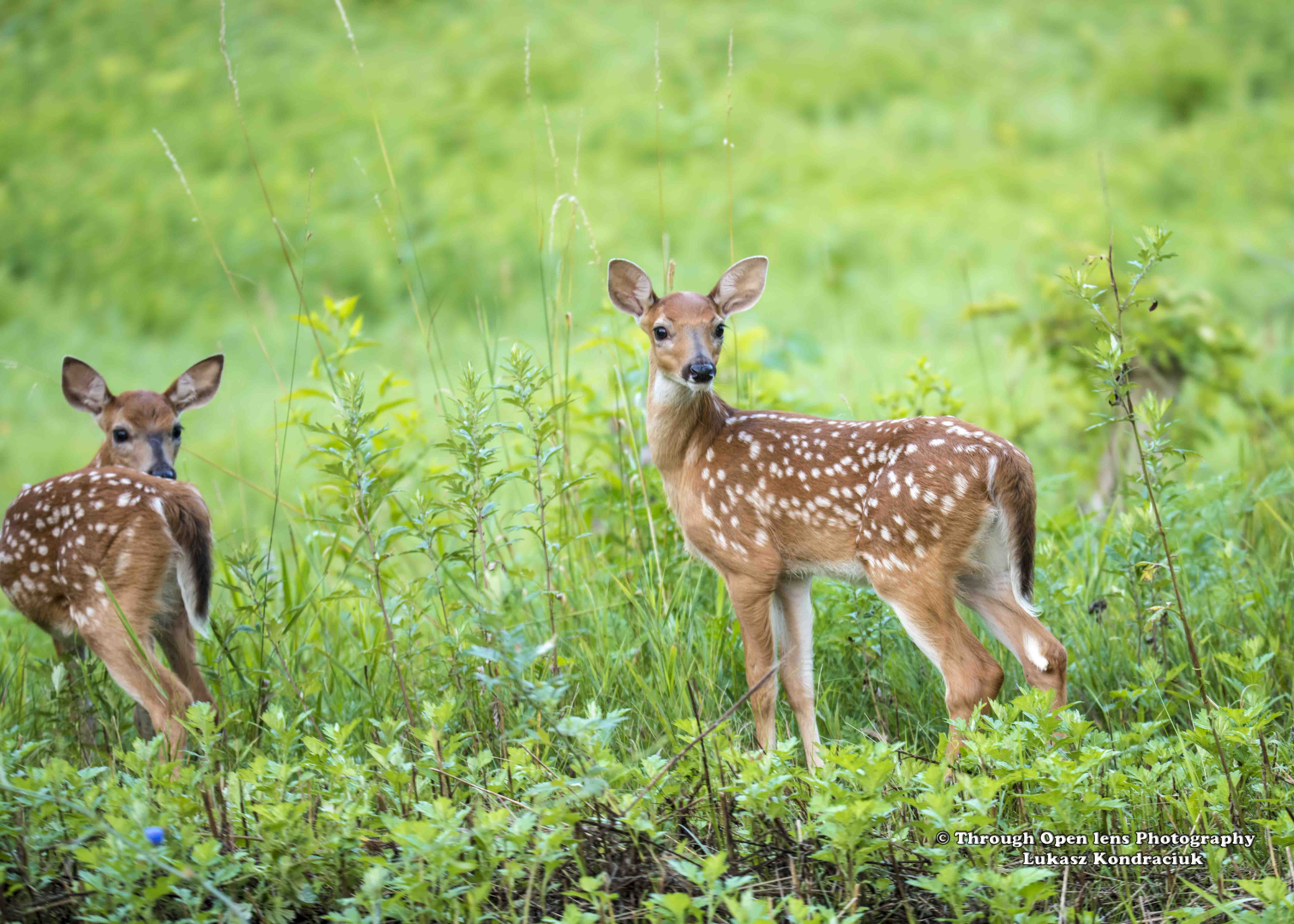 White-Tailed Deer Fawns – Through Open Lens