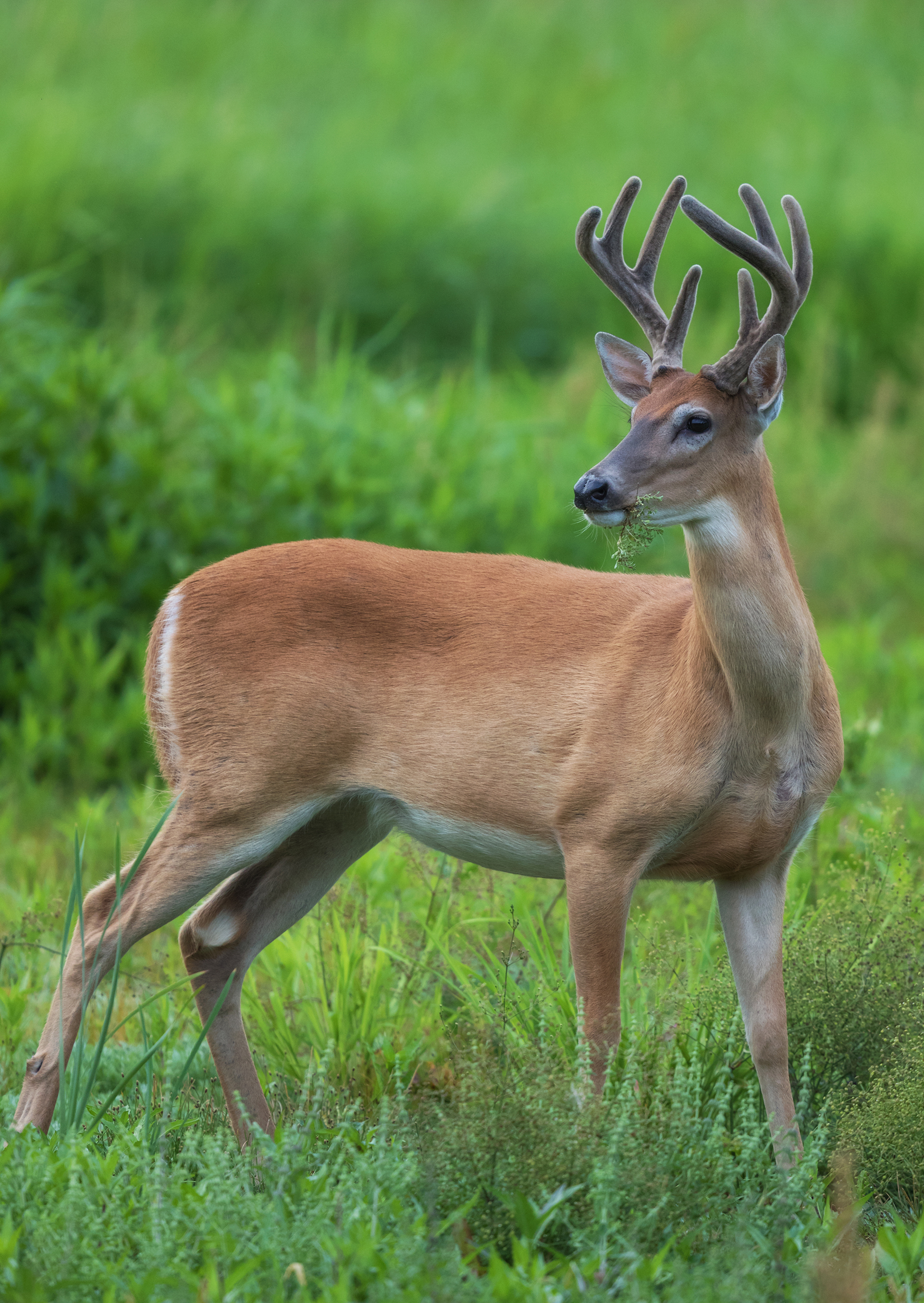 Species Spotlight- Columbian White-tailed Deer - Friends of the ...
