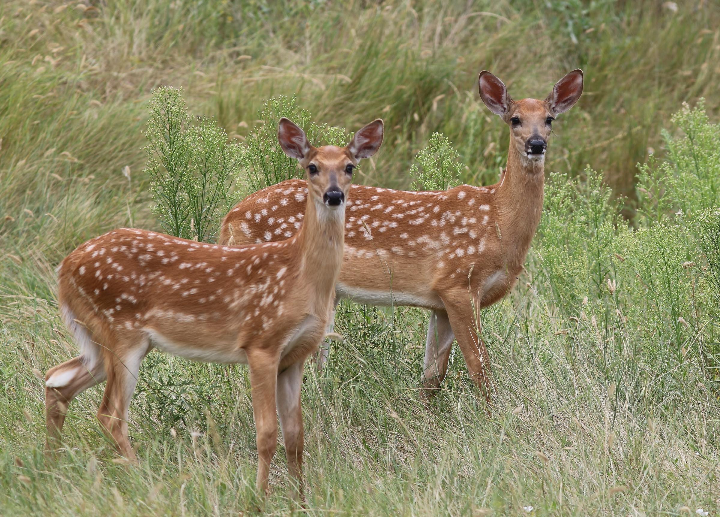 EHD Outbreak Affecting White-Tailed Deer Population | Tri States ...
