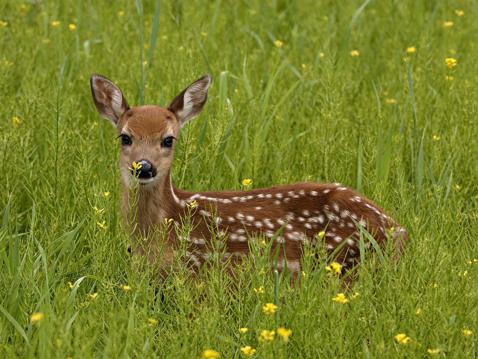 White Tailed Deer HD Wallpapers | Backgrounds