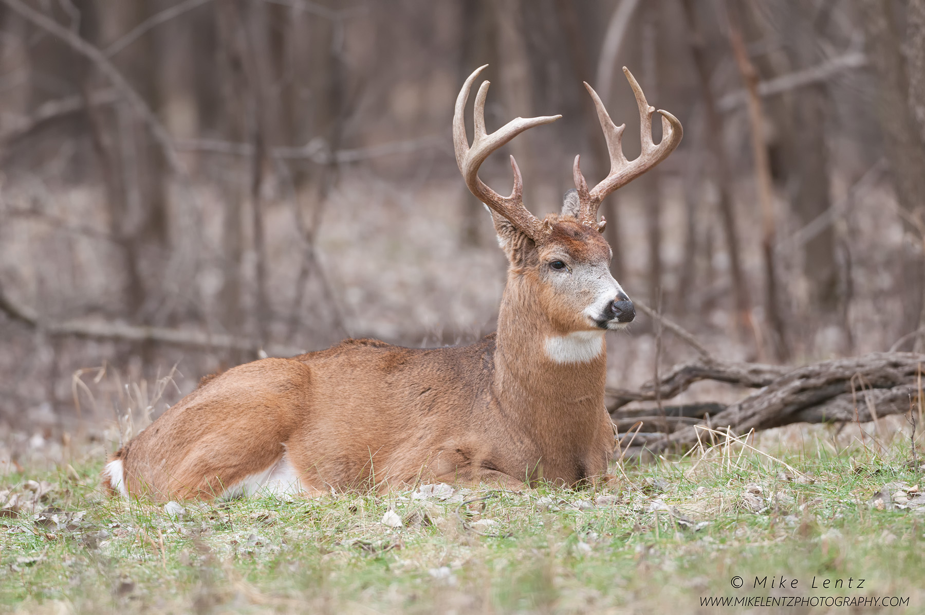 White-tailed Deer – Mike Lentz Nature Photography