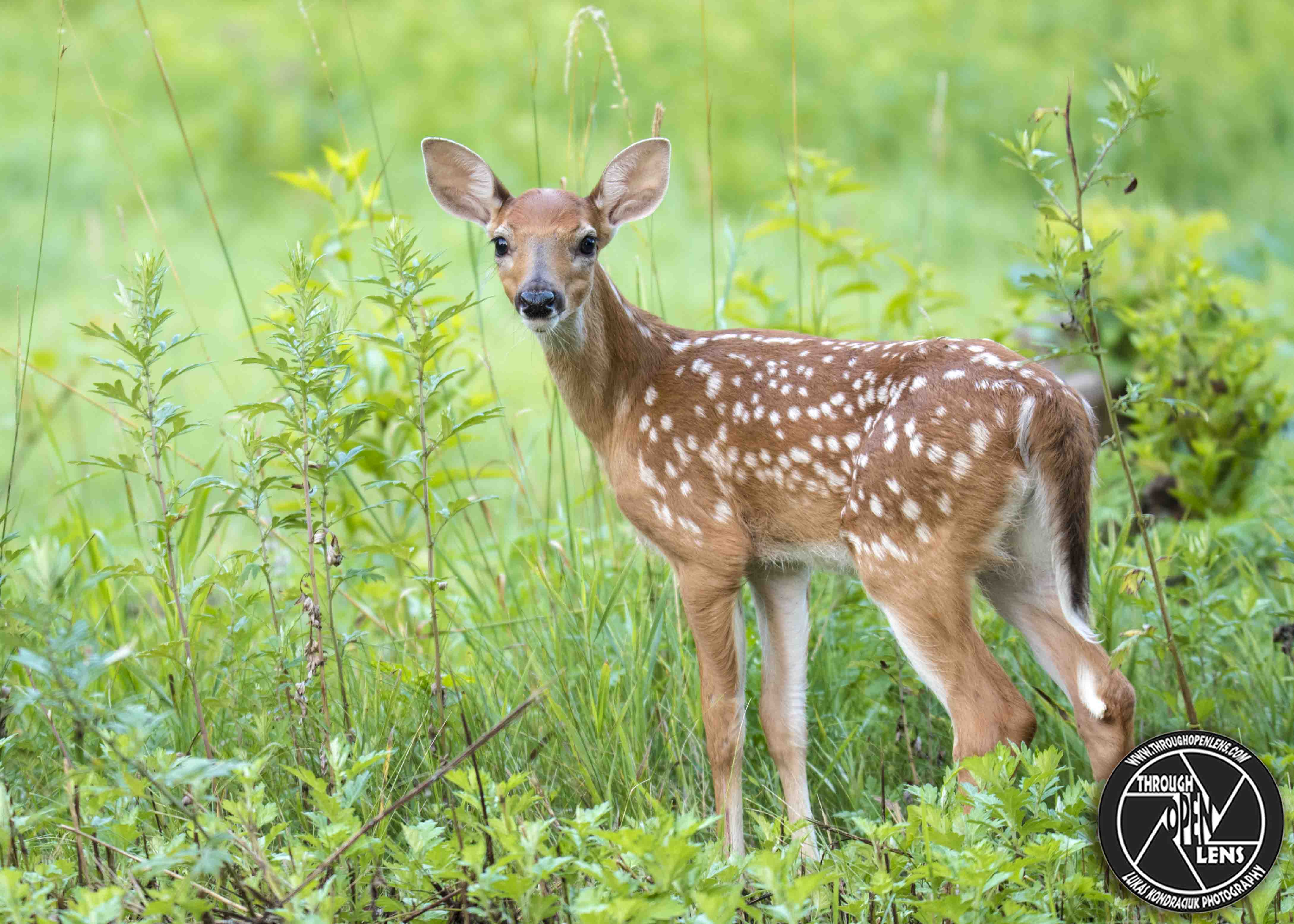 White-Tailed Deer – Through Open Lens