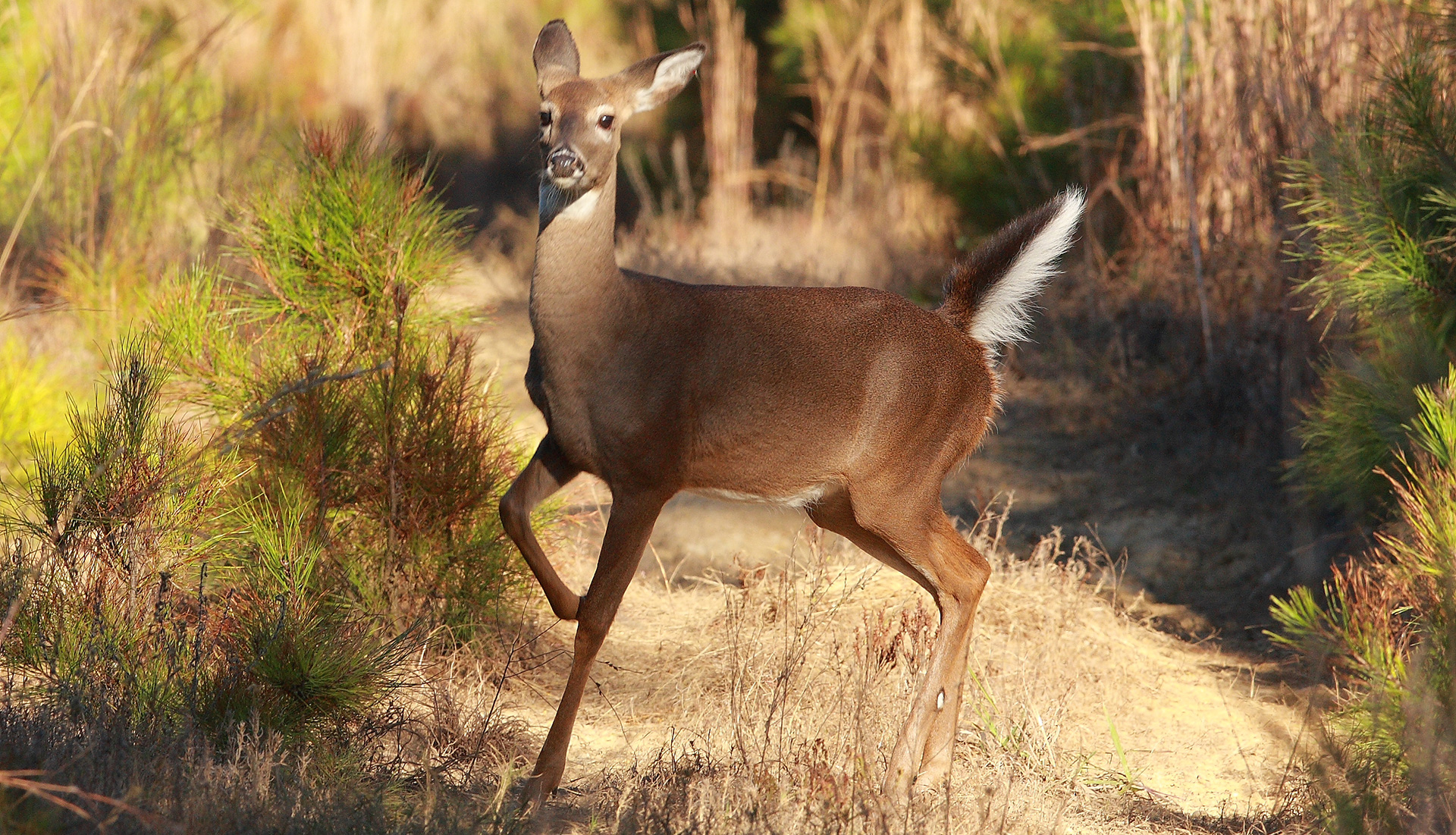 White-Tailed Deer | St. Catherines Island