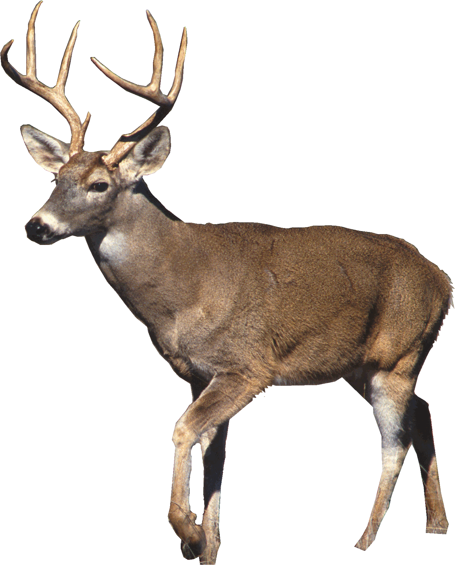 File:White-tailed deer.gif - Wikimedia Commons