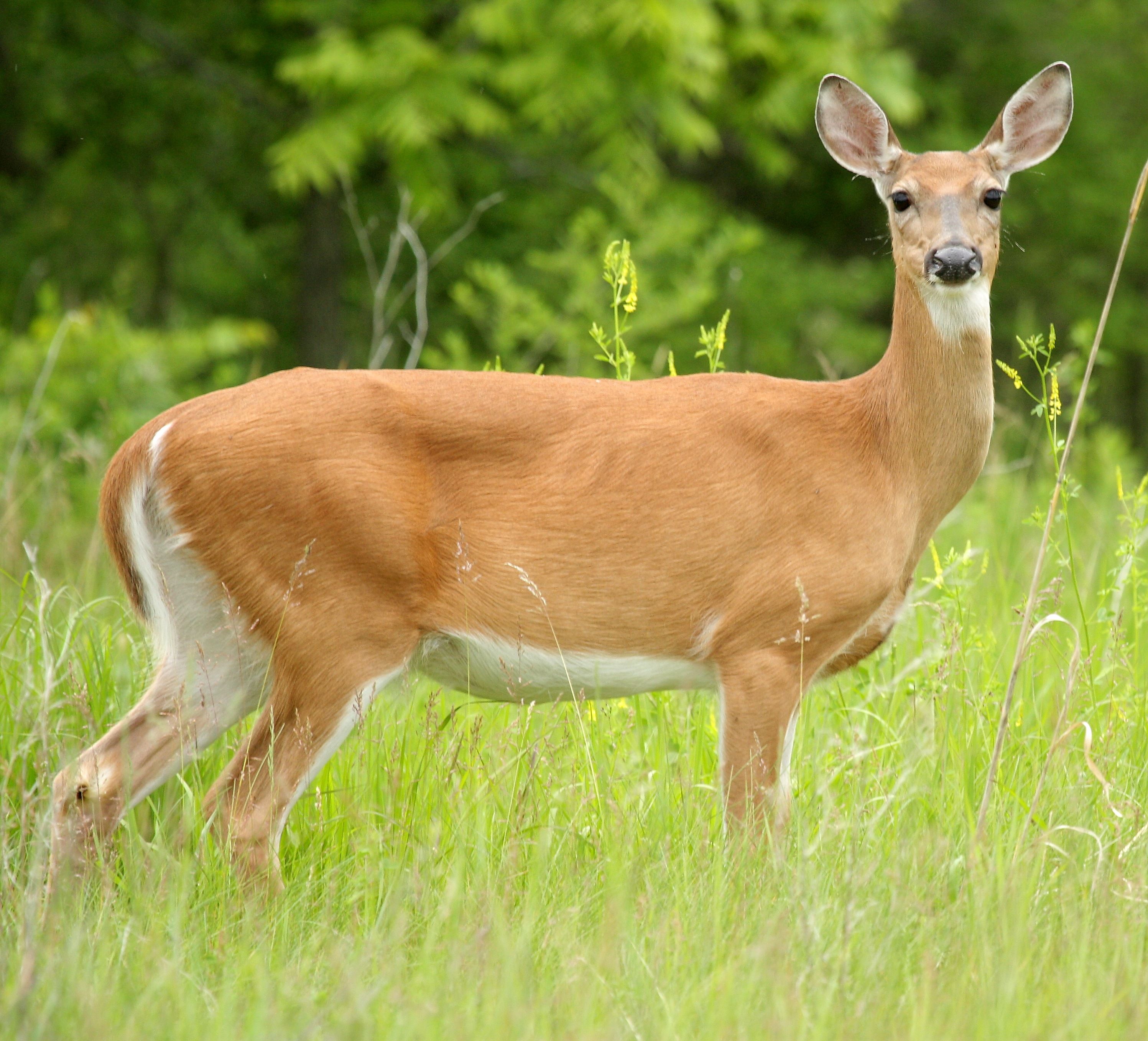 White-tailed Deer: A Change in Tactics | White tailed deer, White ...