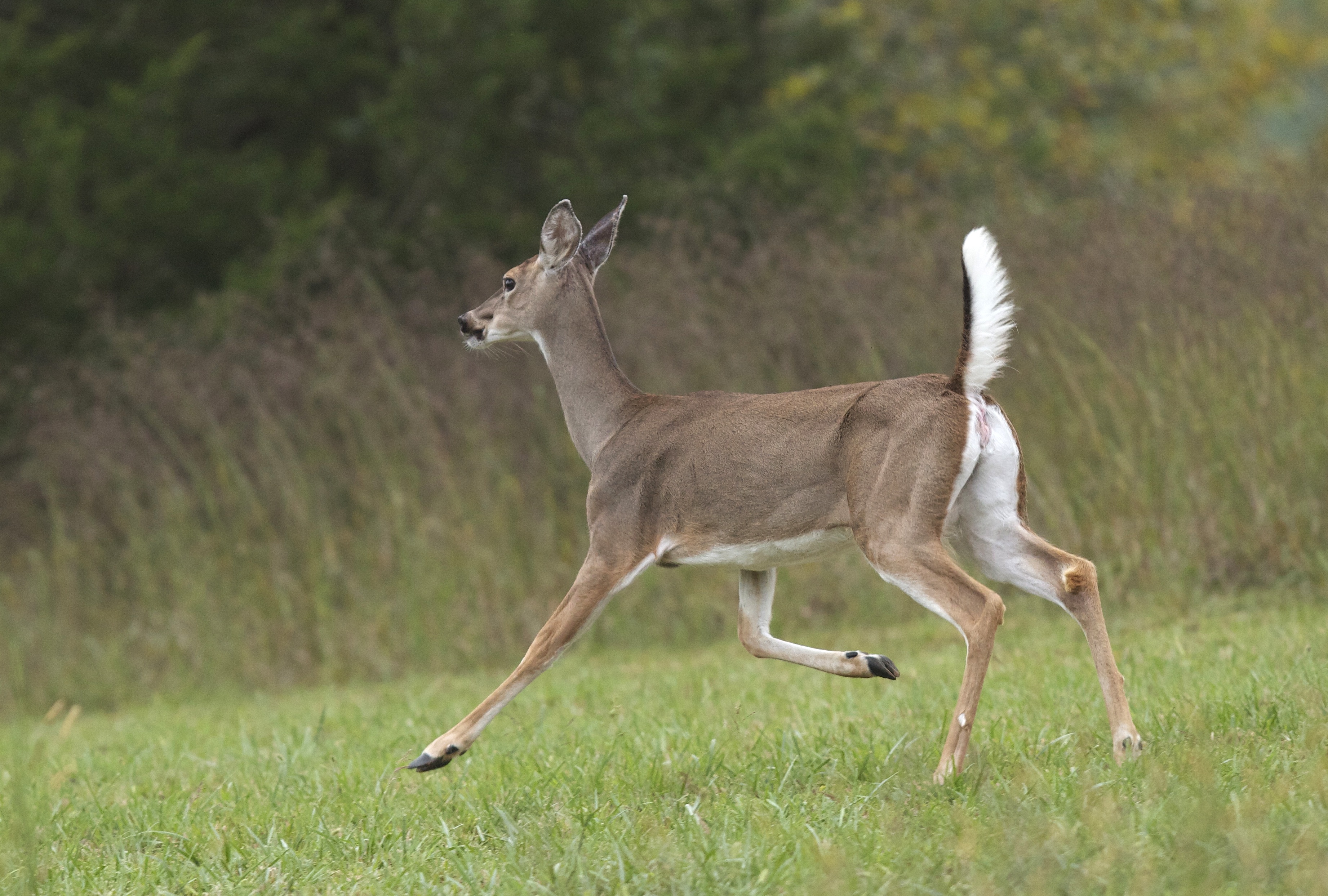 white tail whitetail doe does running late September Parthenon AR ...