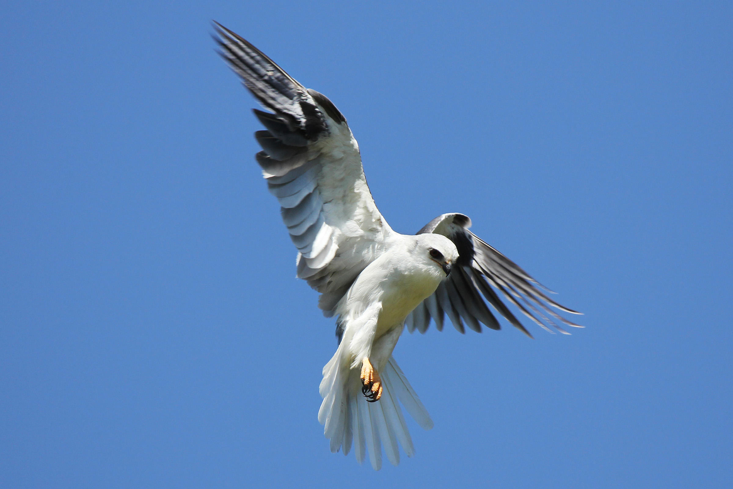 White tailed kite photo