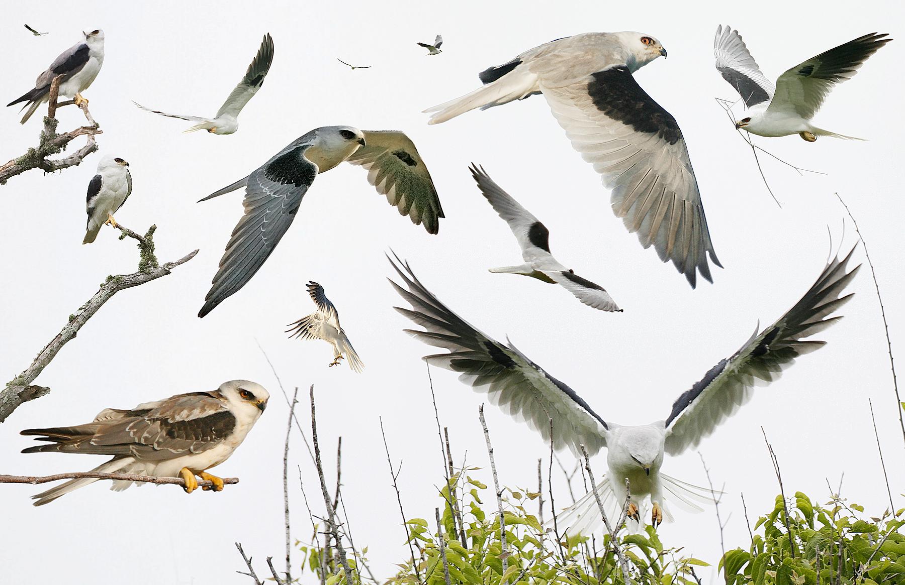 File:White-tailed Kite From The Crossley ID Guide Eastern Birds.jpg ...
