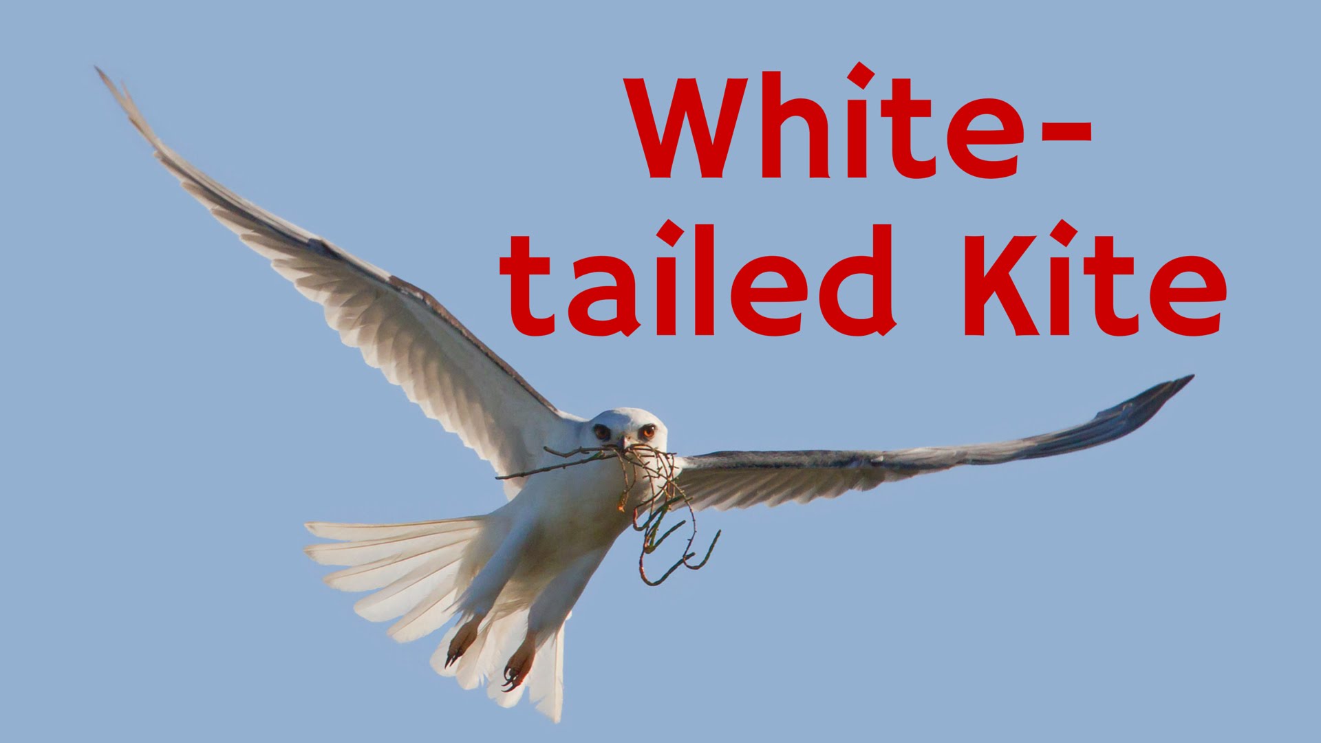 White-tailed Kite: Hovering Above Its Prey - YouTube