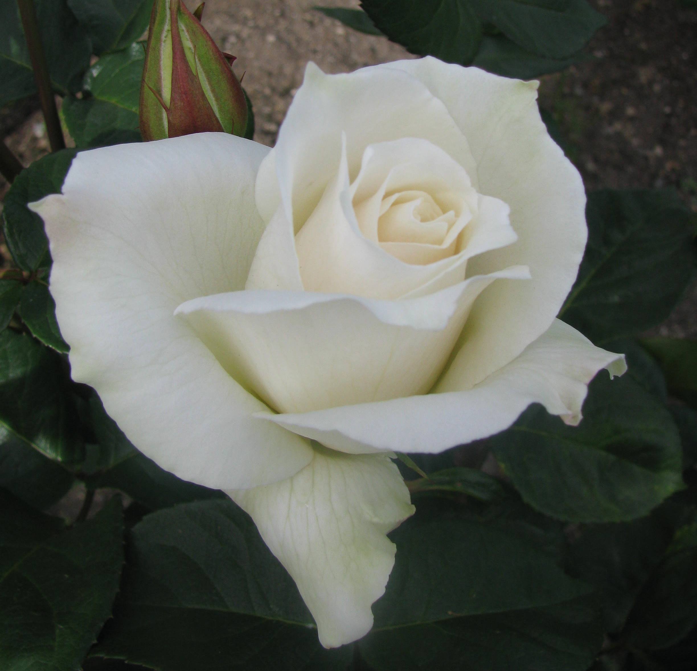August - Pascali - The New Zealand Rose Society