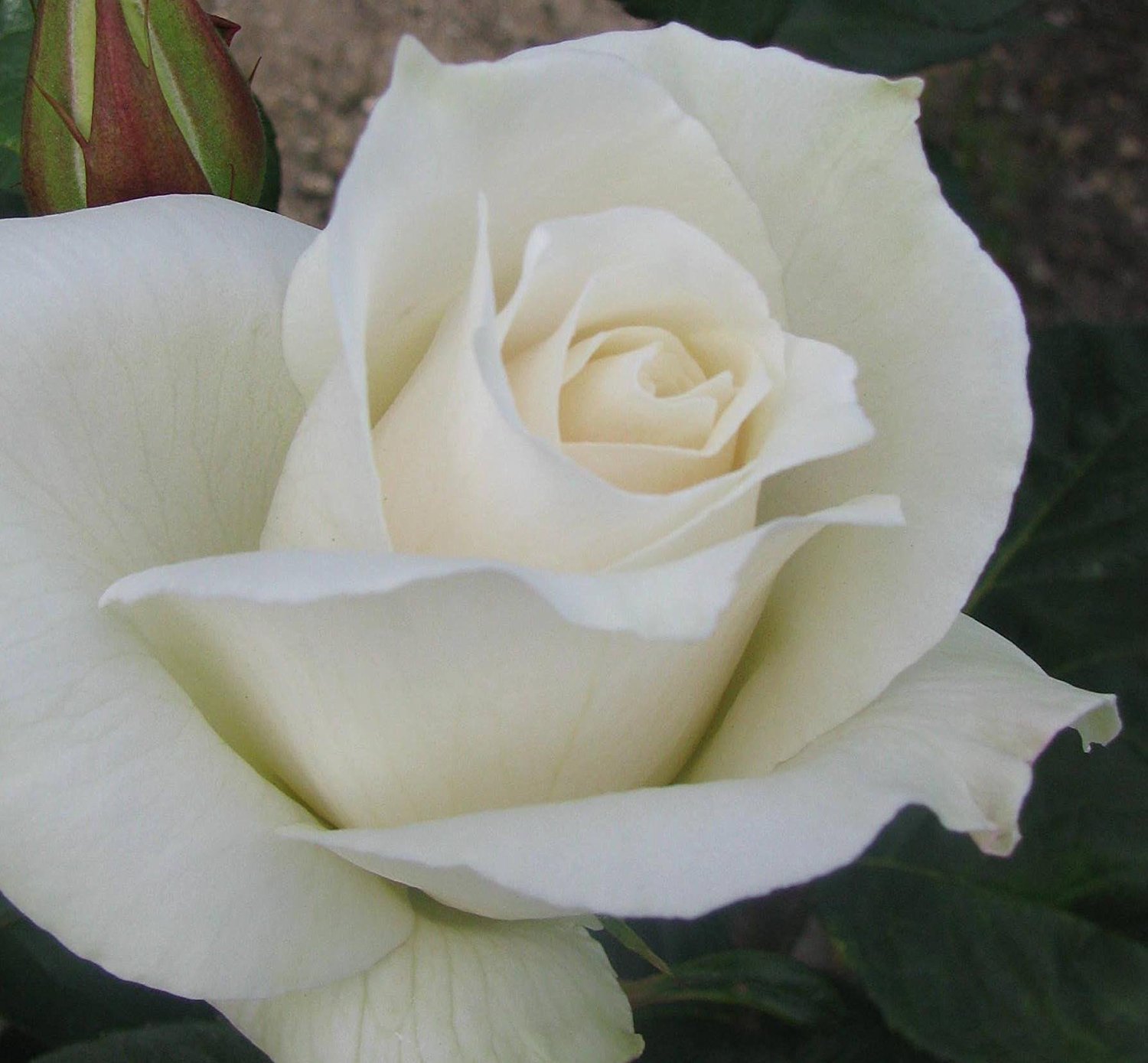 Amazon.com : Sub Zero Hybrid Tea Rose Plant -White Licorice Rose ...