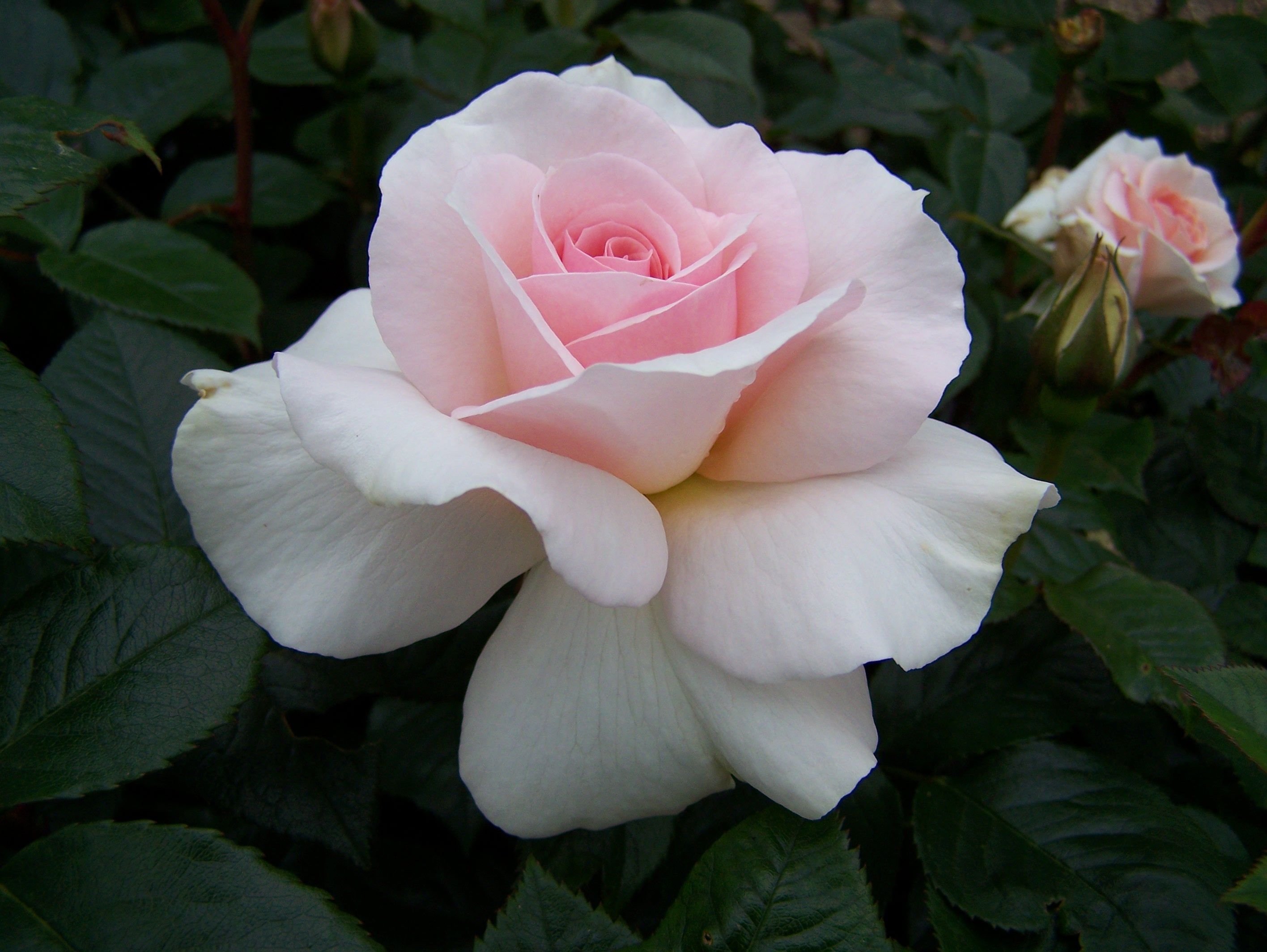 white hybrid tea rose - Google Search | Flowers - Roses | Pinterest ...