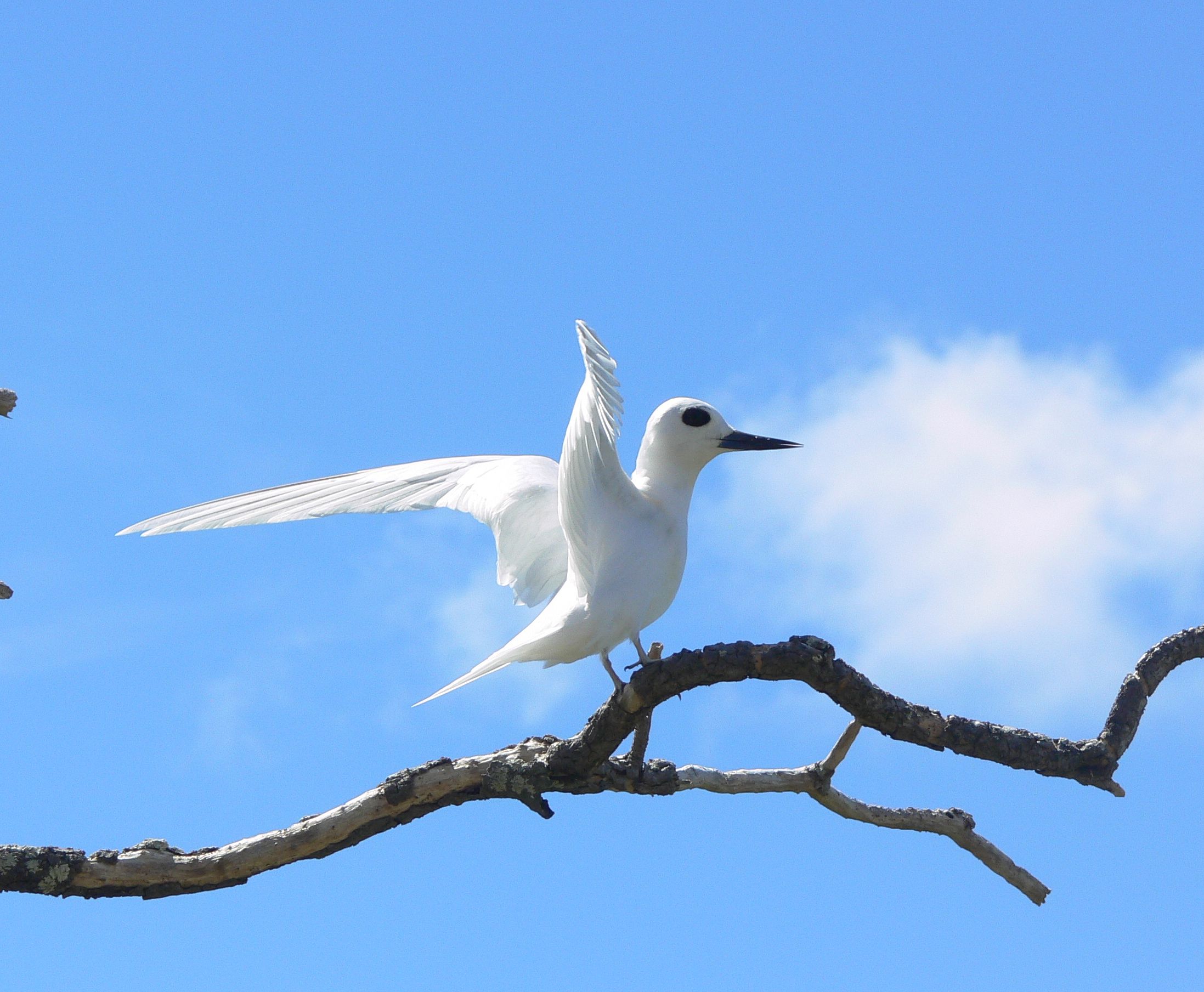 White tern | New Zealand Birds Online