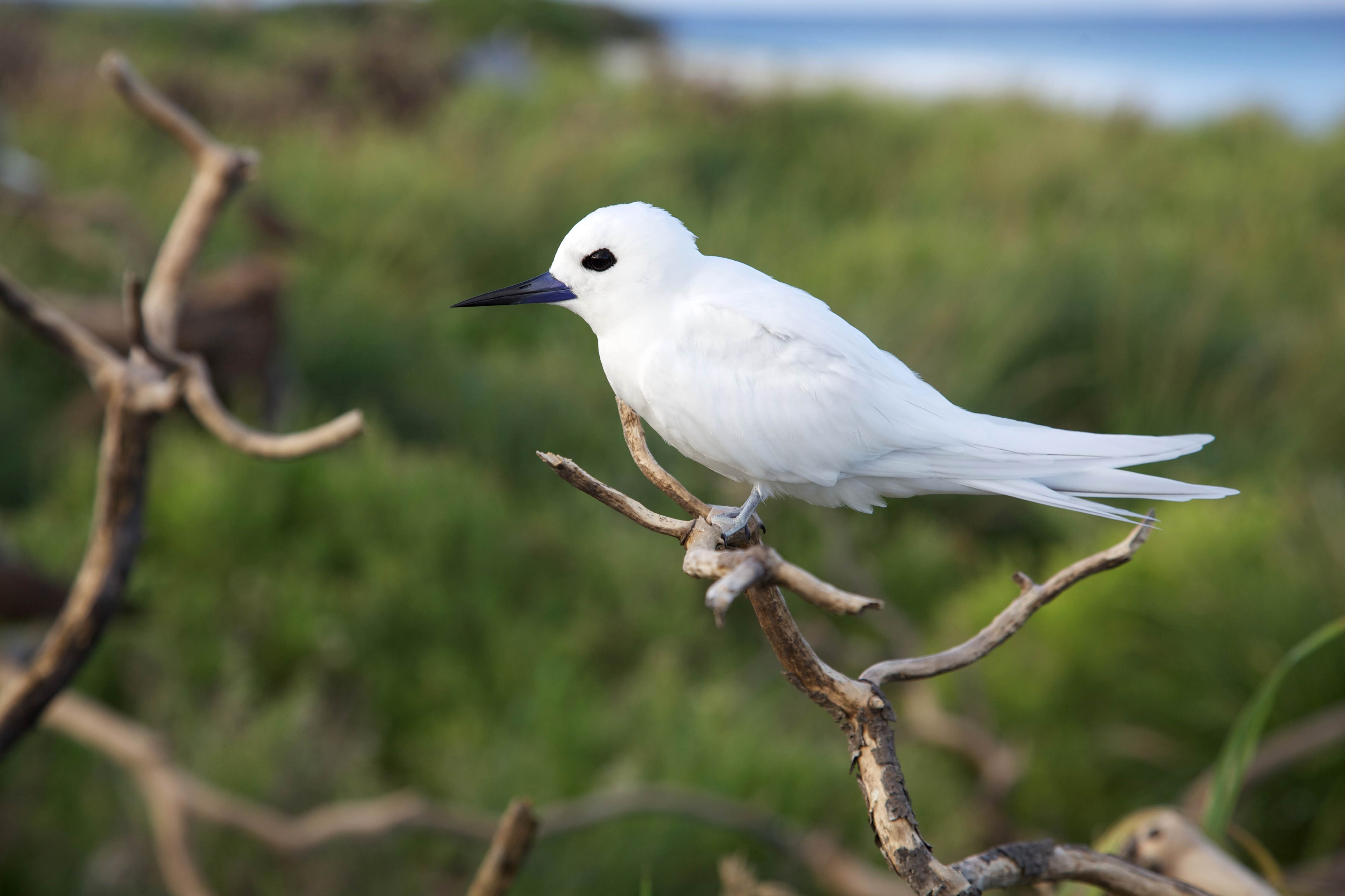 Free picture: white tern, bird