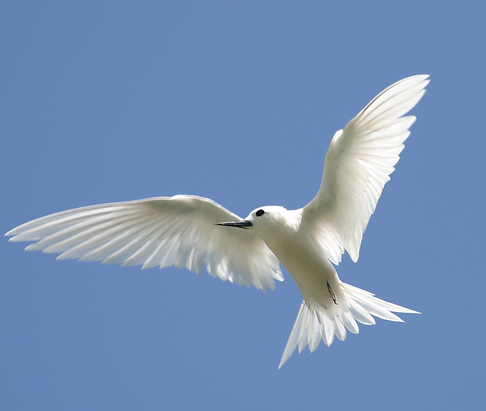white tern (Gygis alba) - Hawaii. Can only be seen on the south ...