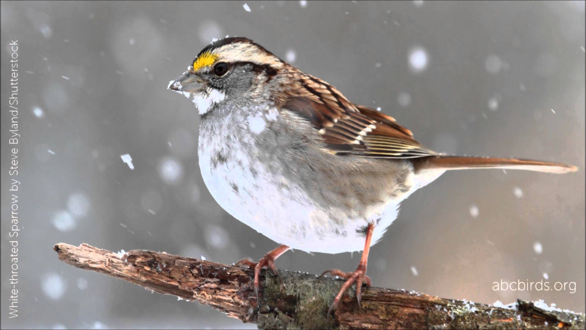 White throated sparrow photo
