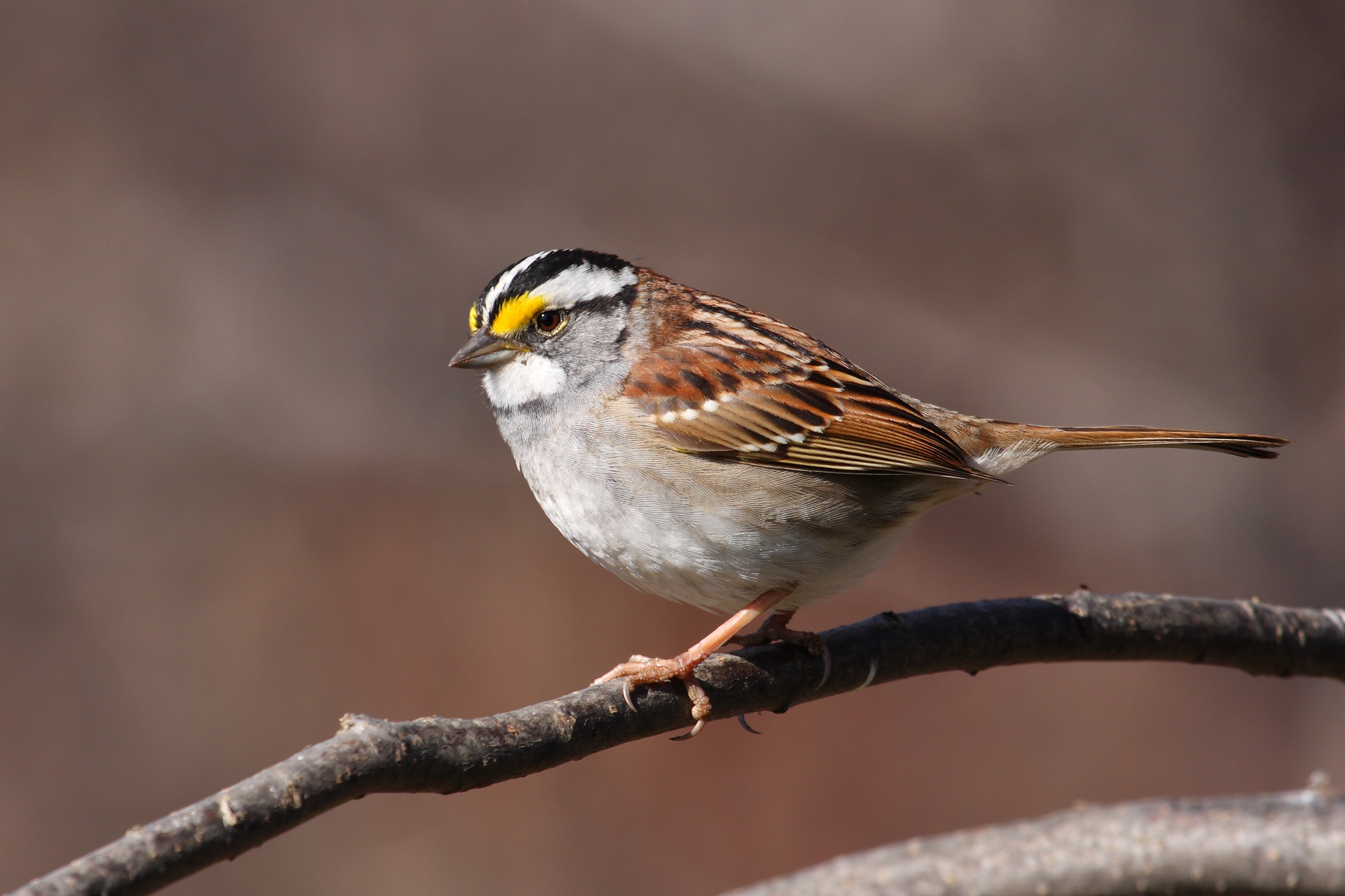 North Carolina Mountain Birds: White-throated Sparrow