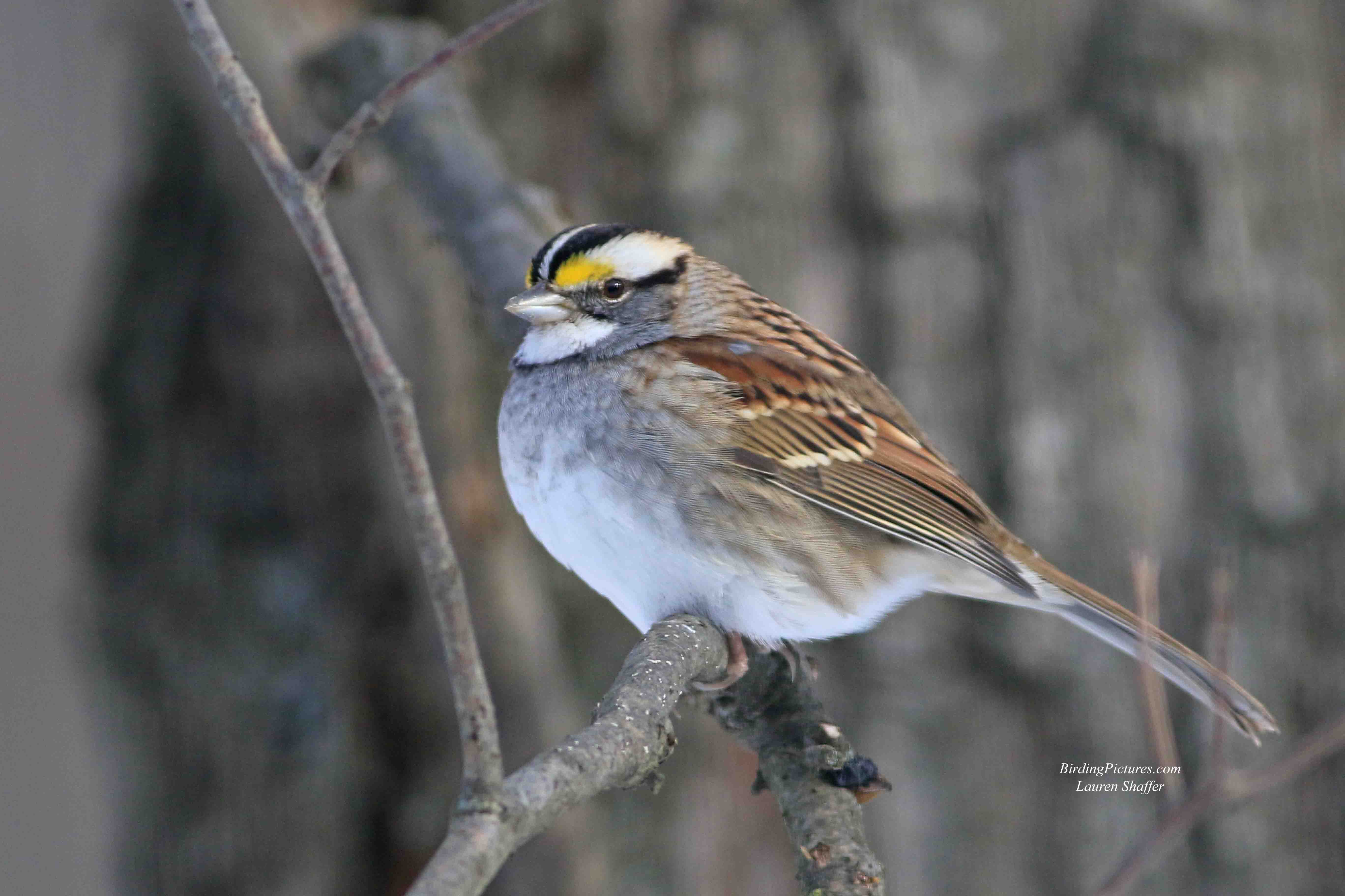 White-throated Sparrow - Birding Pictures