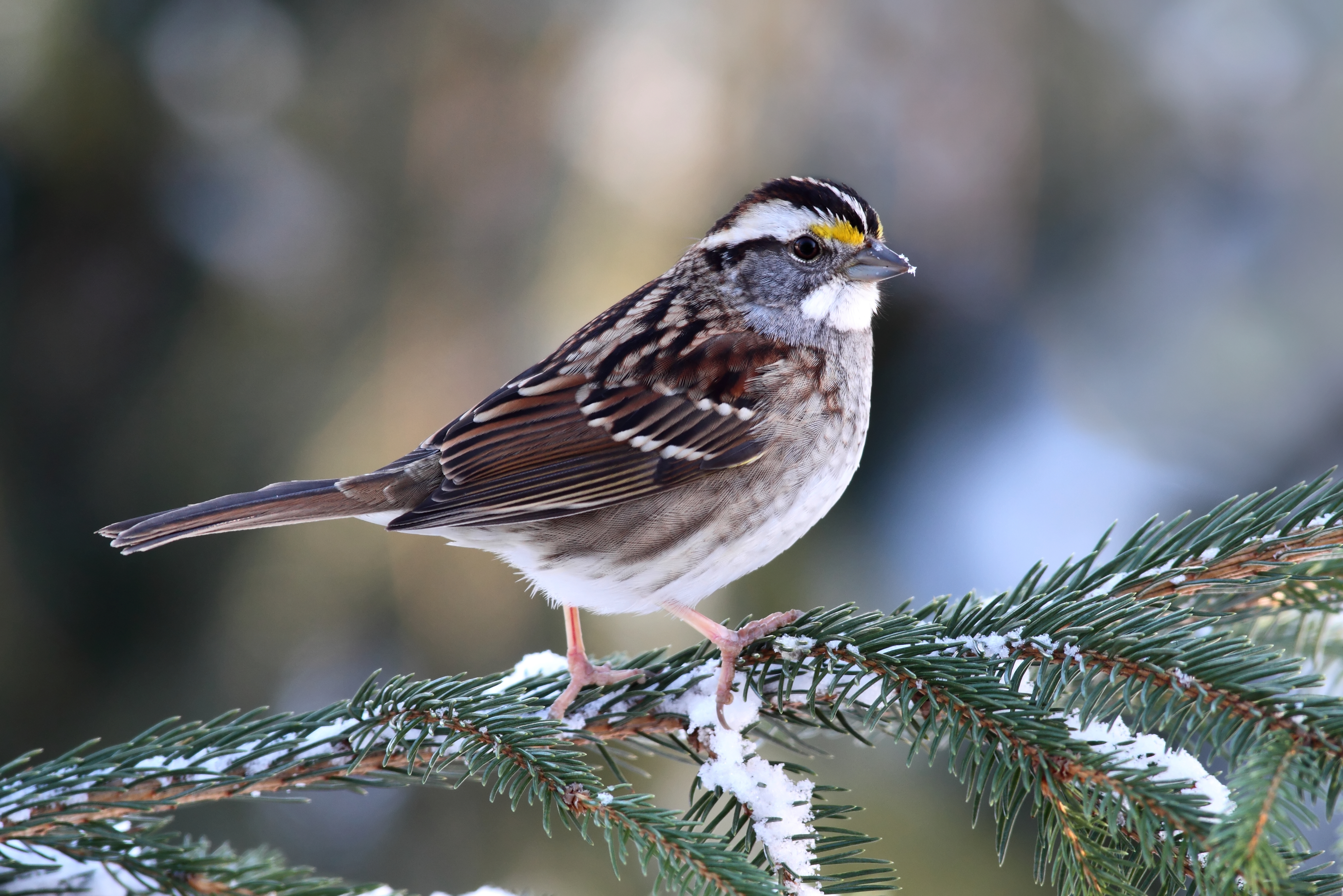 White-throated Sparrow – Indiana Audubon Society