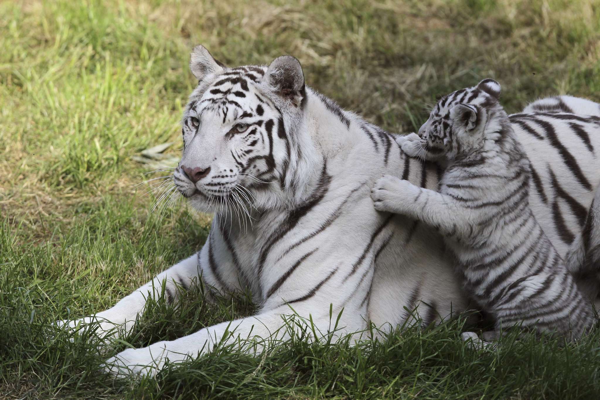 White tiger cubs maul new zookeeper to death in India - Chicago Tribune