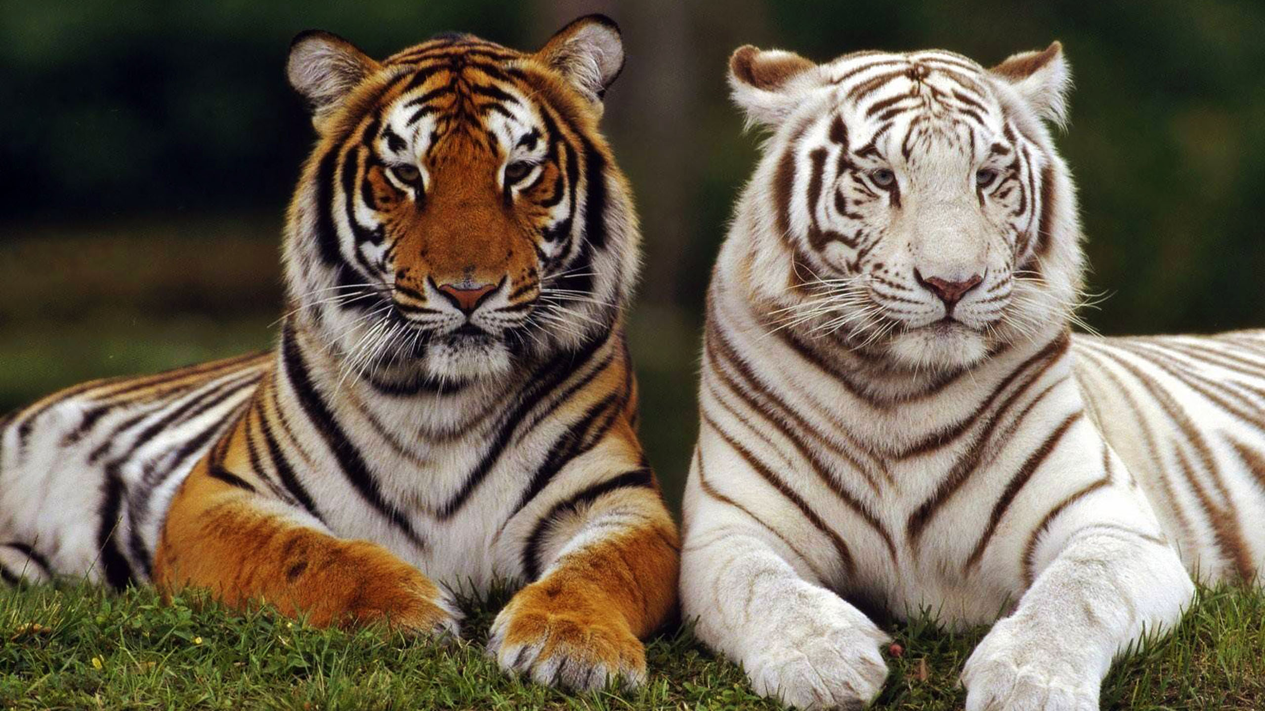 7 Facts About White Tigers - Some Interesting Facts