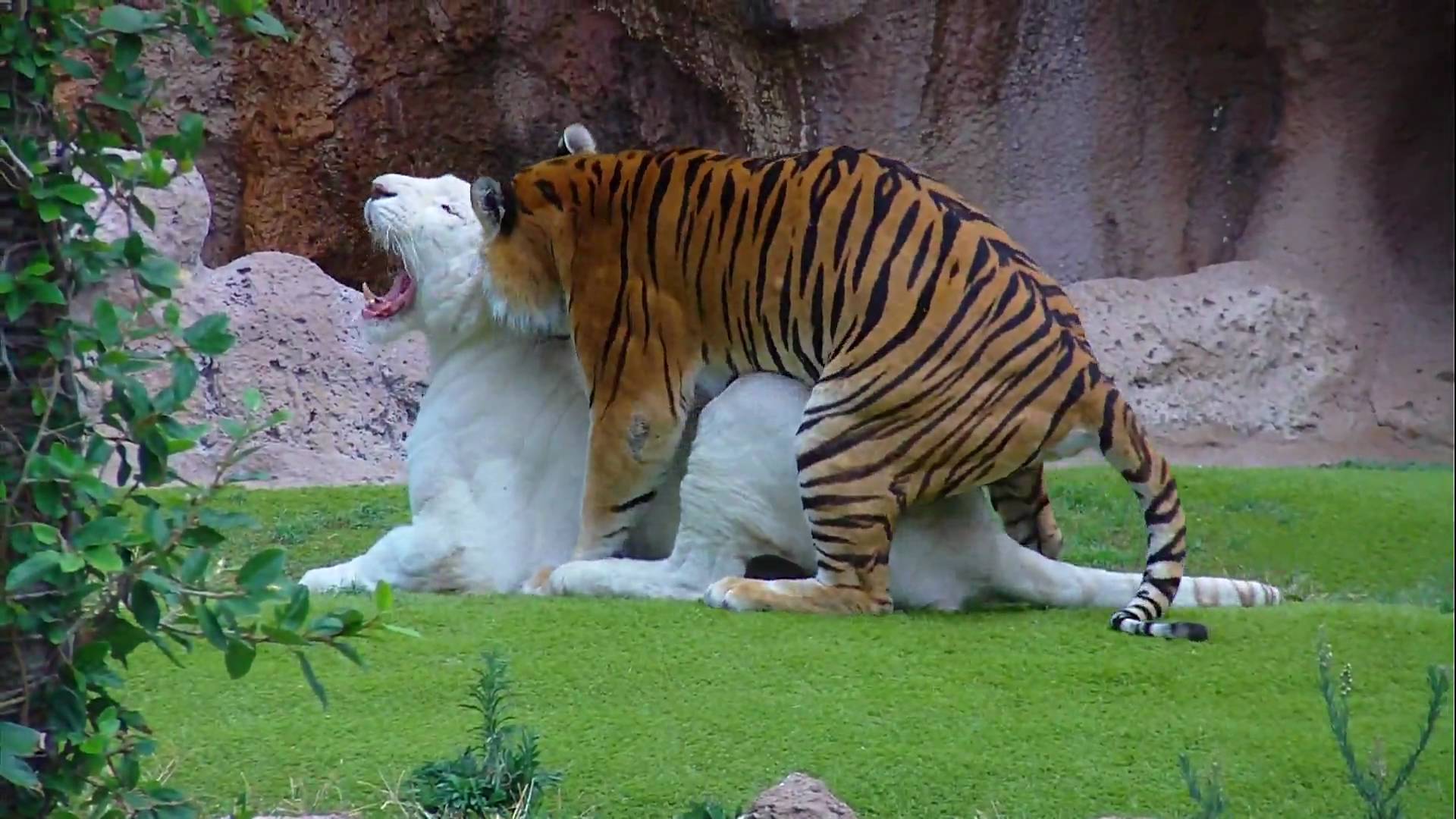 White Tiger and Bengal Tiger - Loro Parque - Tenerife [Full HD ...