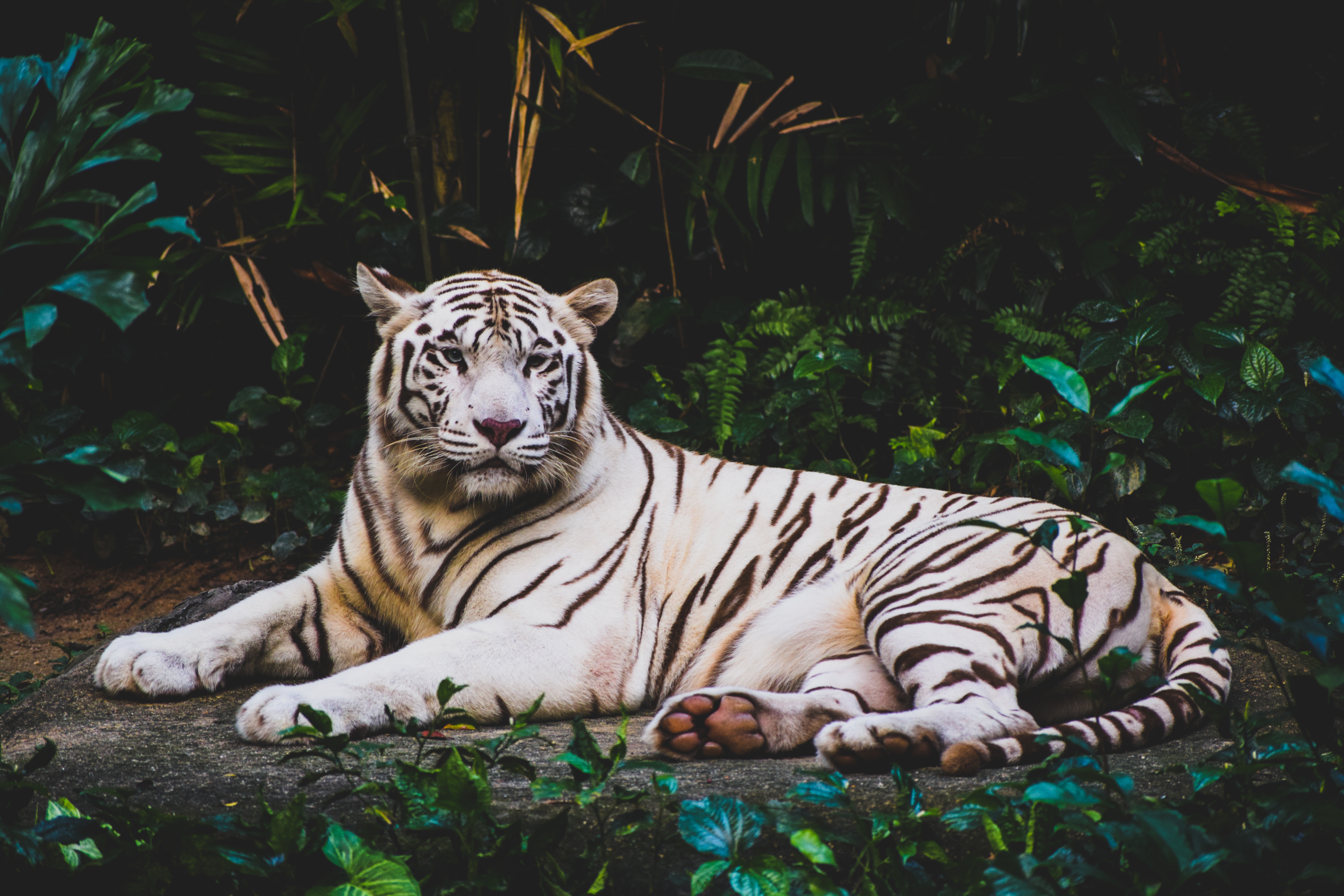Wallpaper White Tiger, HD, 5K, Animals, #9520