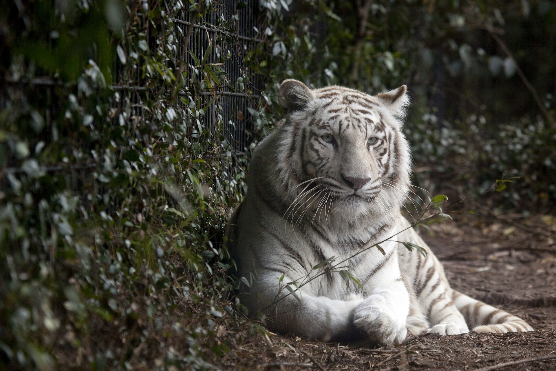 white tiger by jennifer ashley
