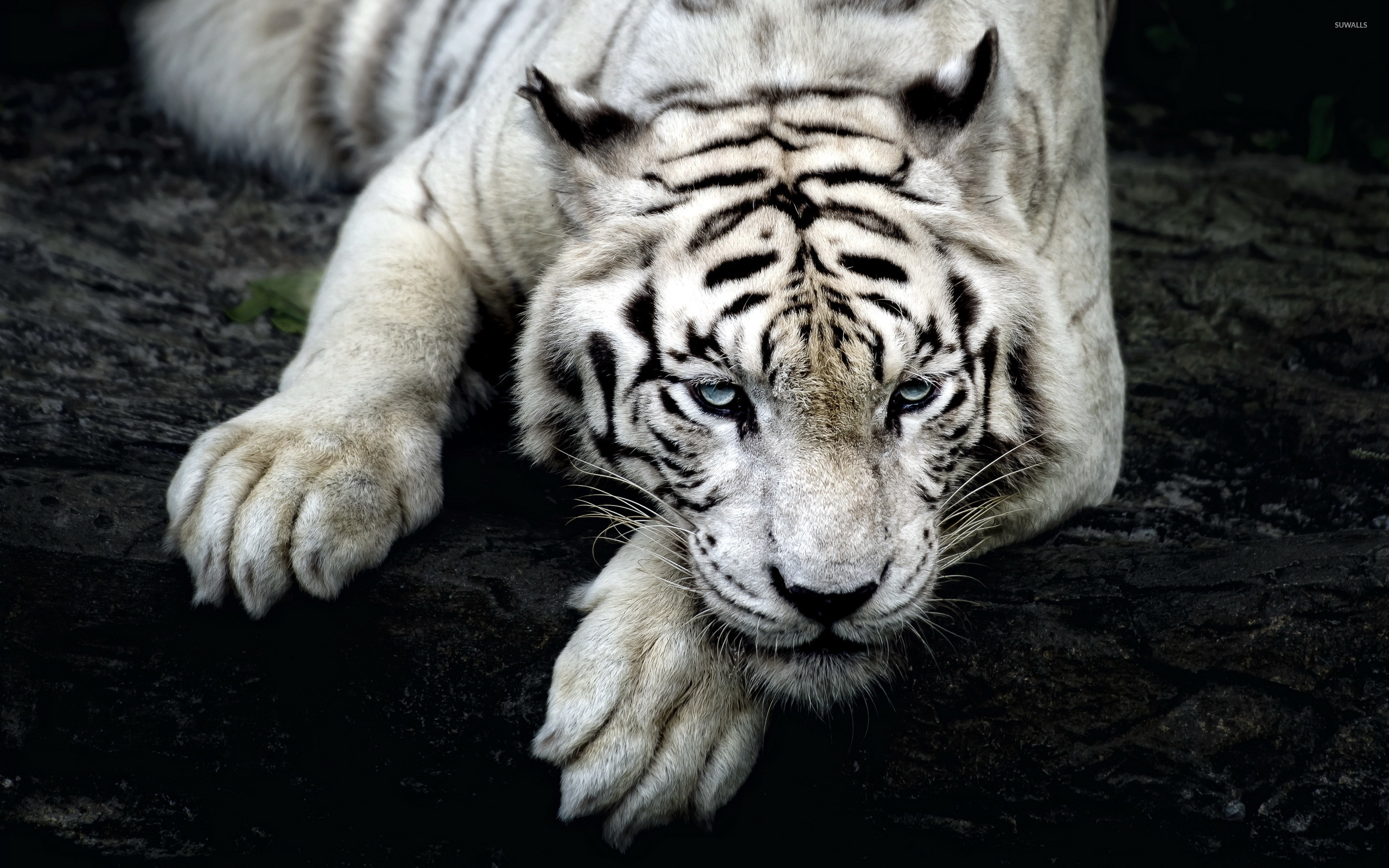 White tiger with beautiful blue eyes resting on a tree log wallpaper ...