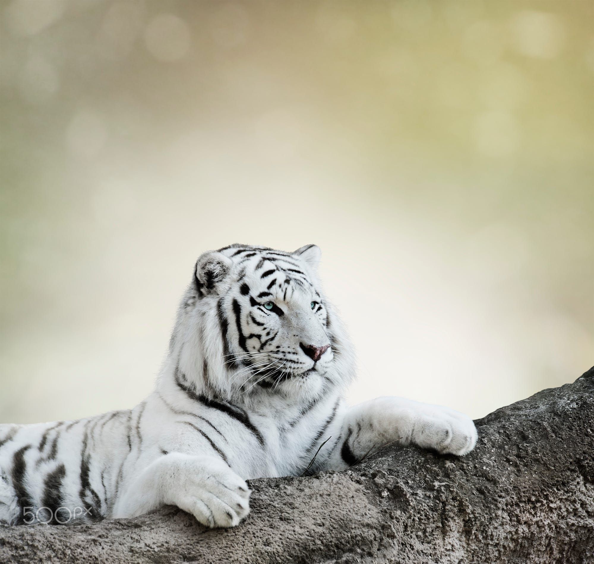 White Tiger Resting On A Rock | Good morning | Pinterest | Tigers ...