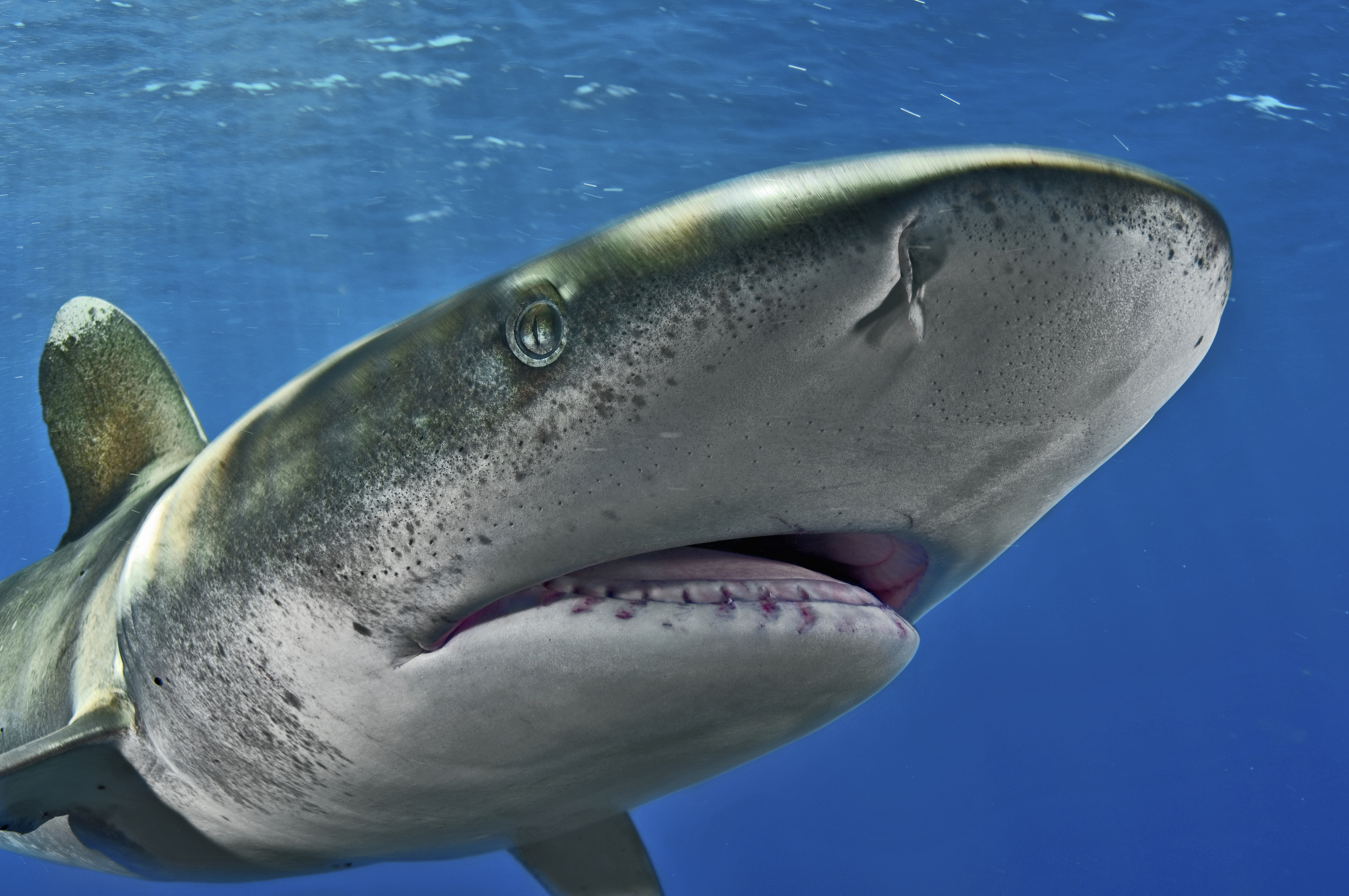 White tip shark photo