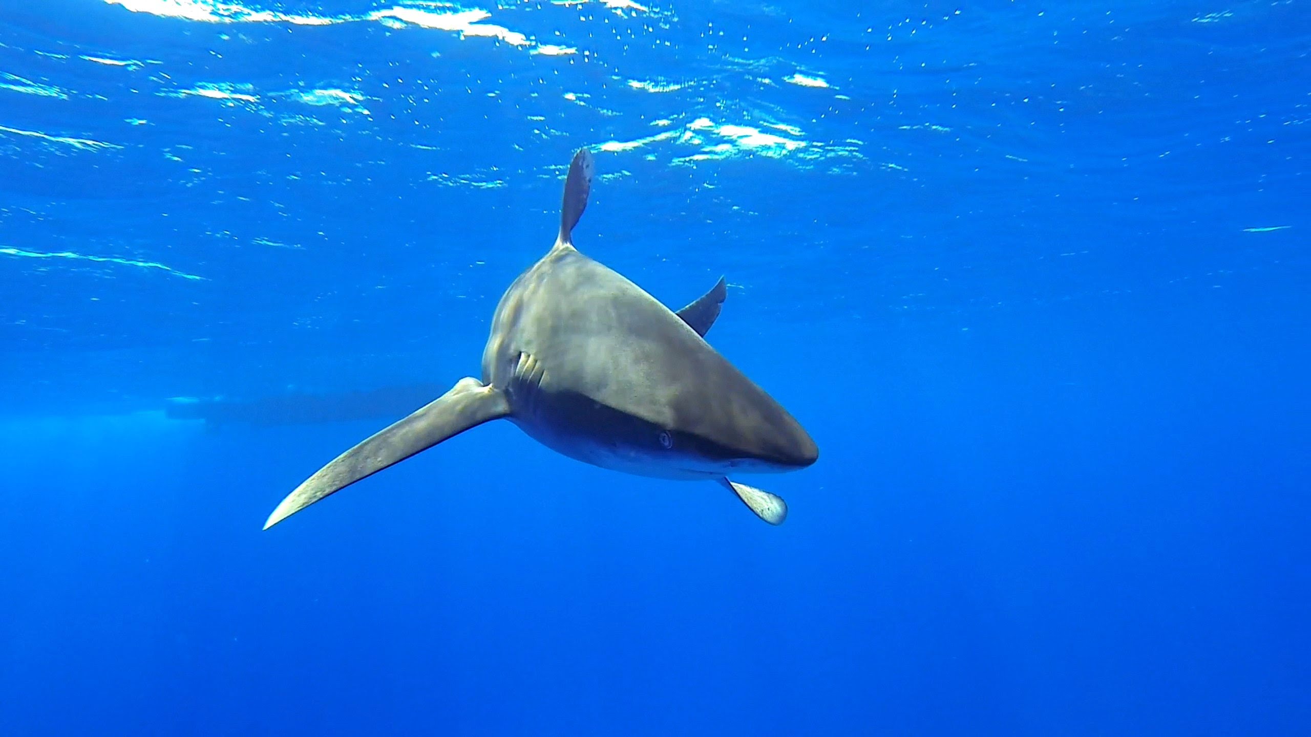 Bold - A Waterlust film about Oceanic Whitetip Sharks - YouTube