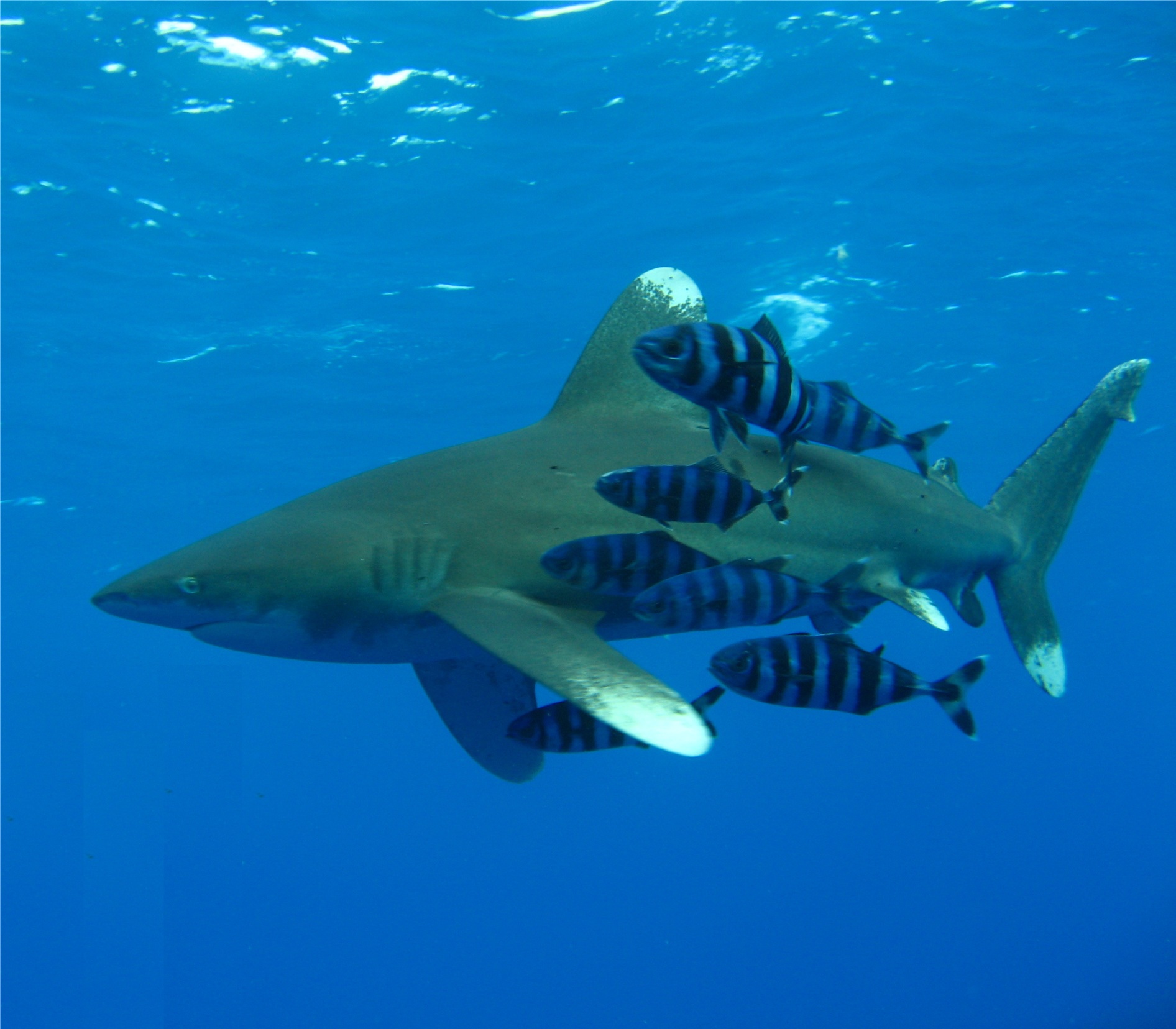 File:Oceanic Whitetip Shark.jpg - Wikimedia Commons