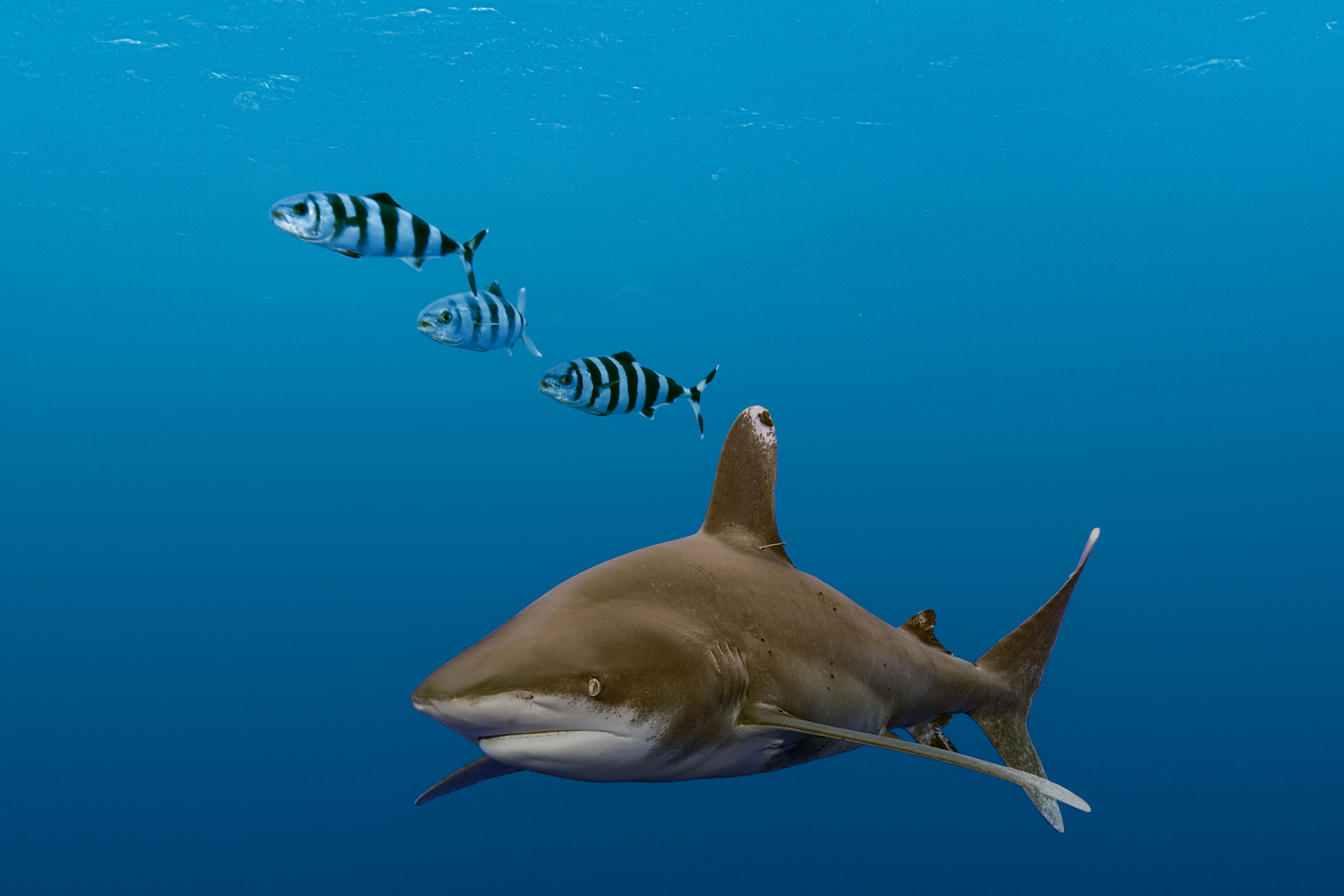 Oceanic Whitetip Sharks Once Ruled the Seas. Now Their Population Is ...