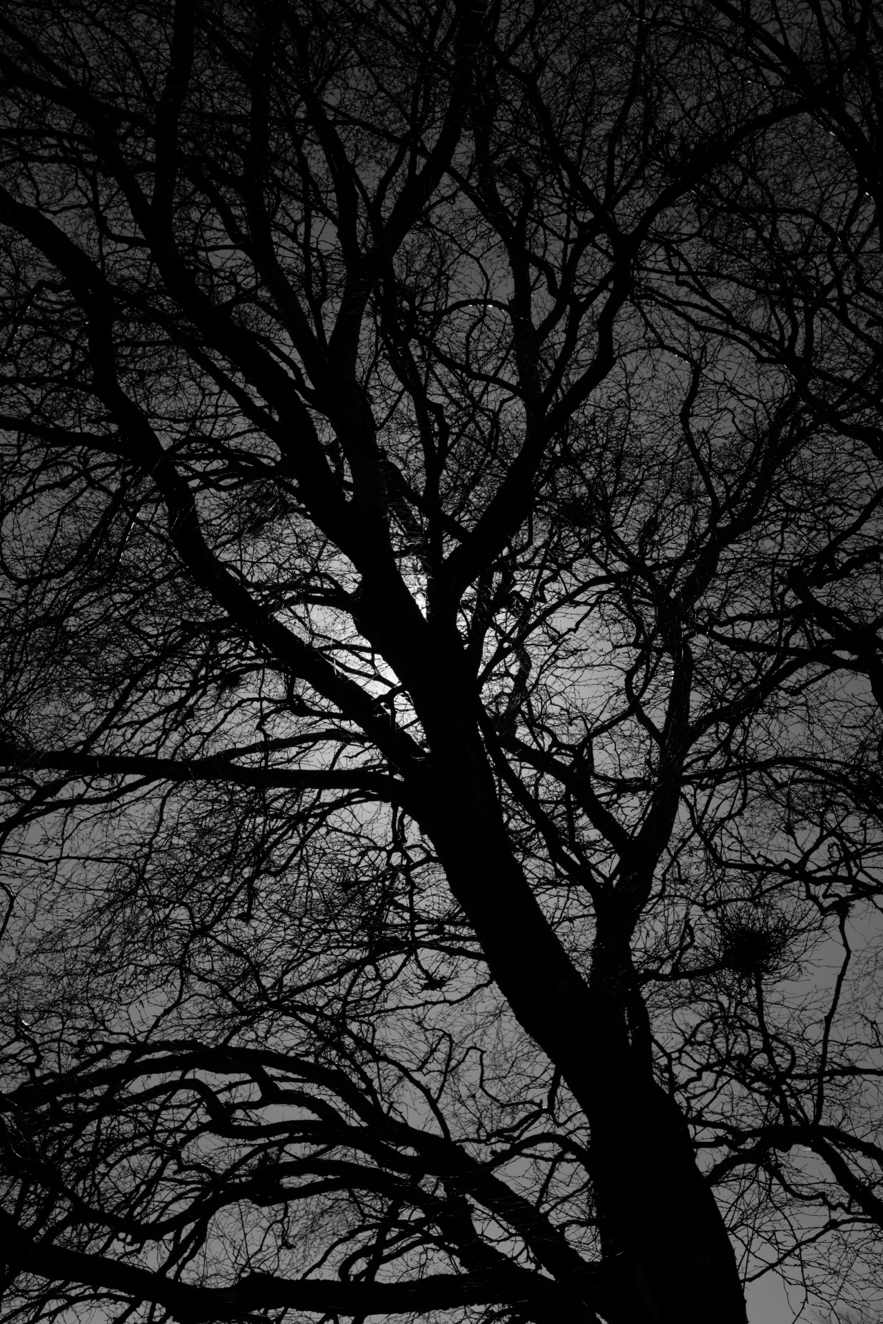 Black And White Tree Silhouette Free Stock Photo - Public Domain ...