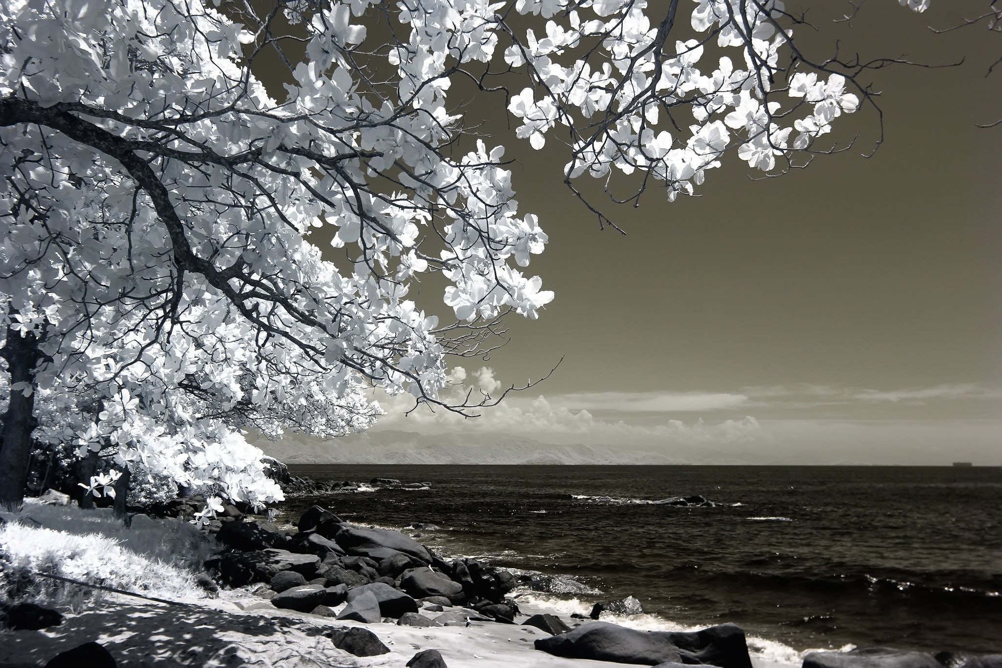 White Tree Beside Seashore Photo, Amazing, Outdoors, Weather, Waves, HQ Photo