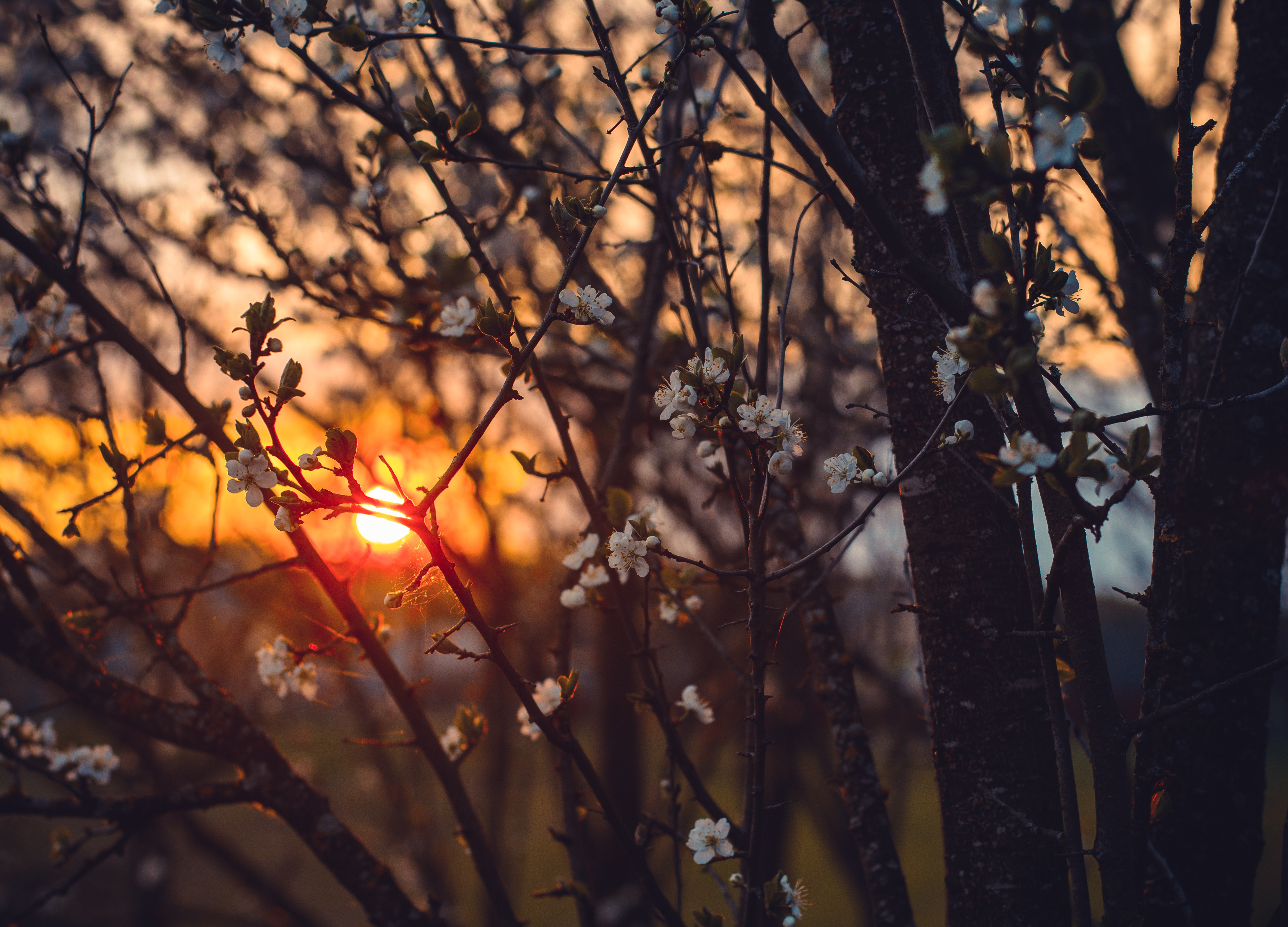 White tree blossoms under golden sun photo