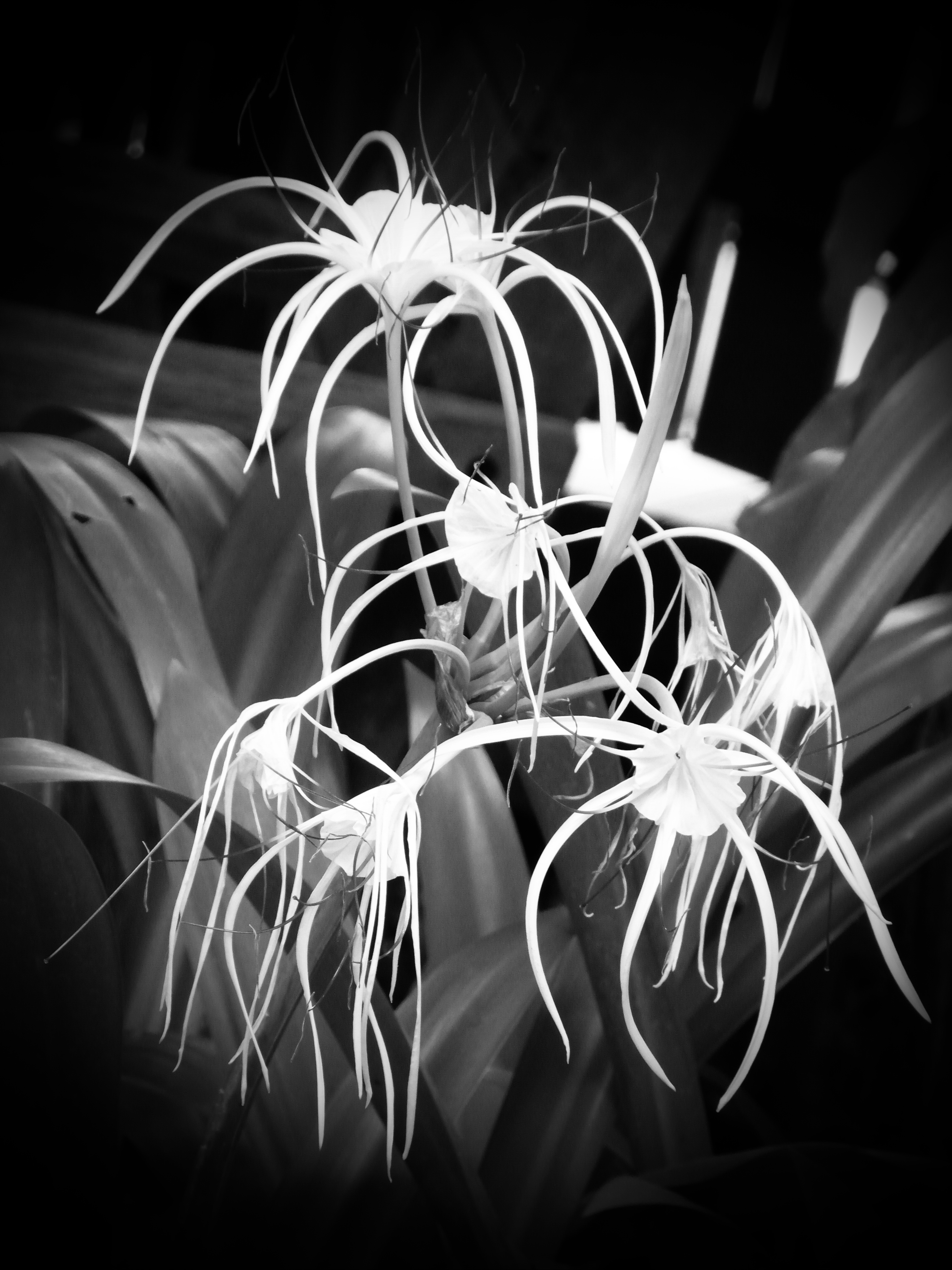 White tropical flower b&w photo