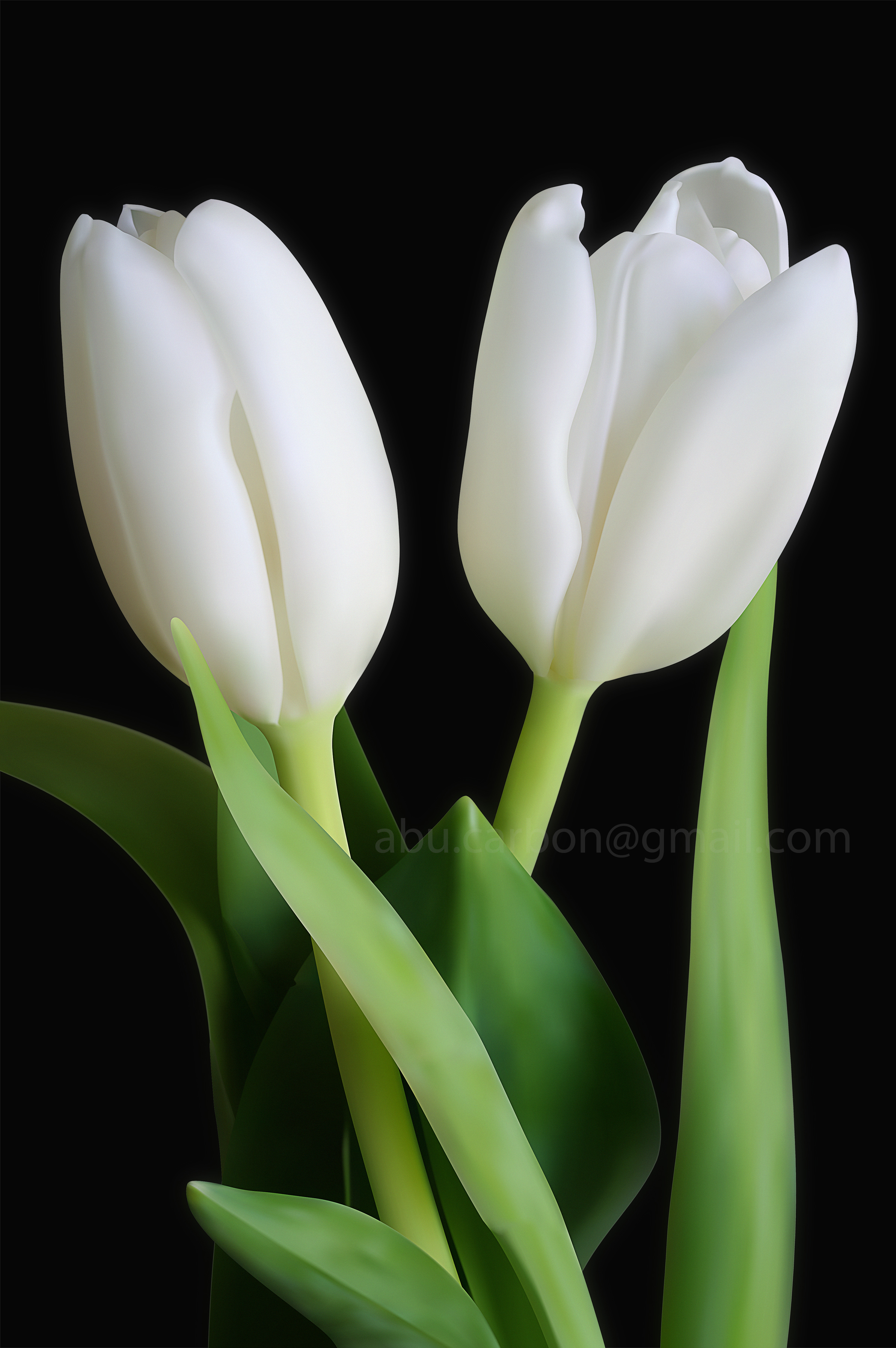 White Tulip by ni8fury on DeviantArt