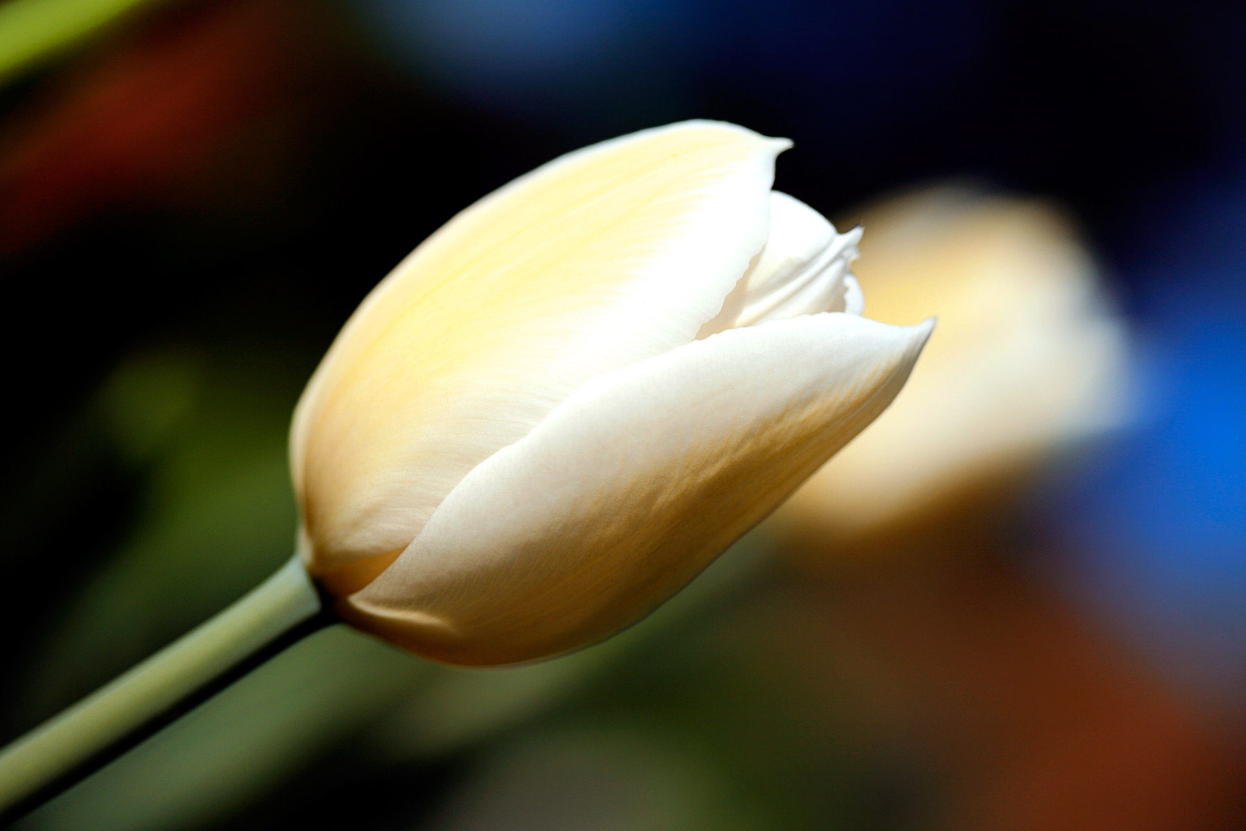 Free photo: White Tulip - Beautiful, Resource, Macro - Free Download ...