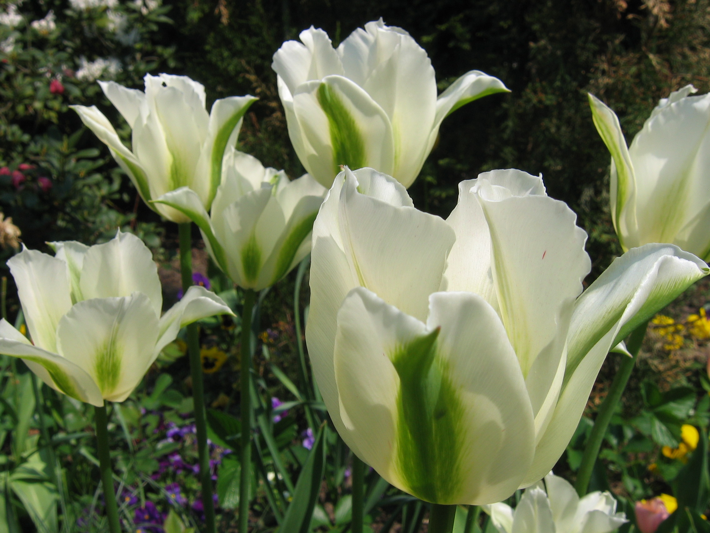 File:White tulips 5409.jpg - Wikipedia